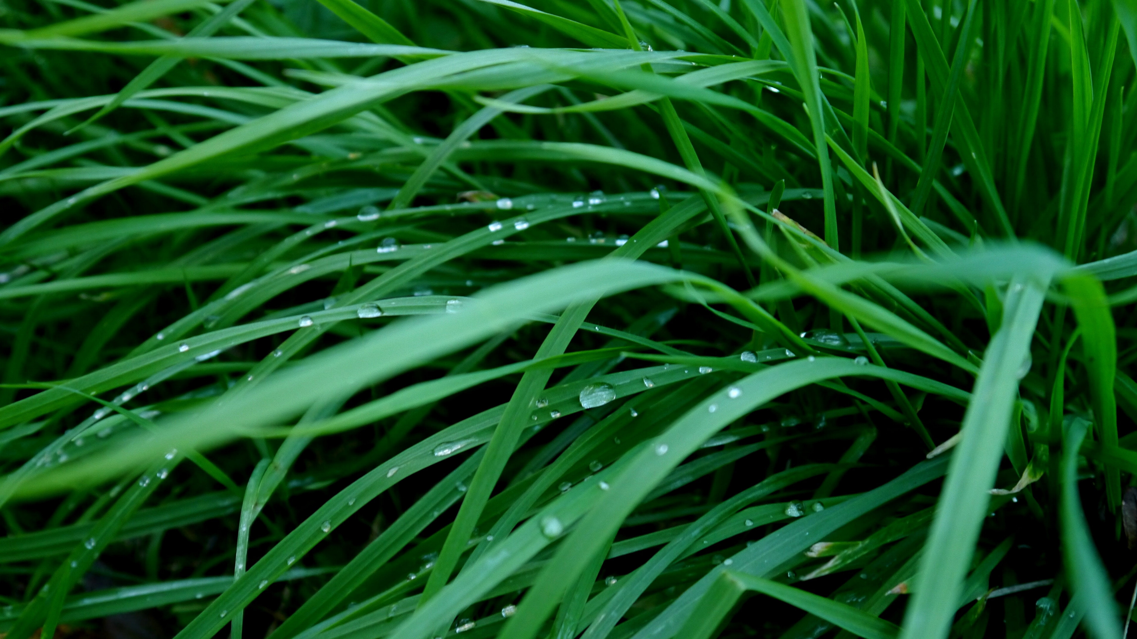 绿叶上的雨滴图片桌面壁纸