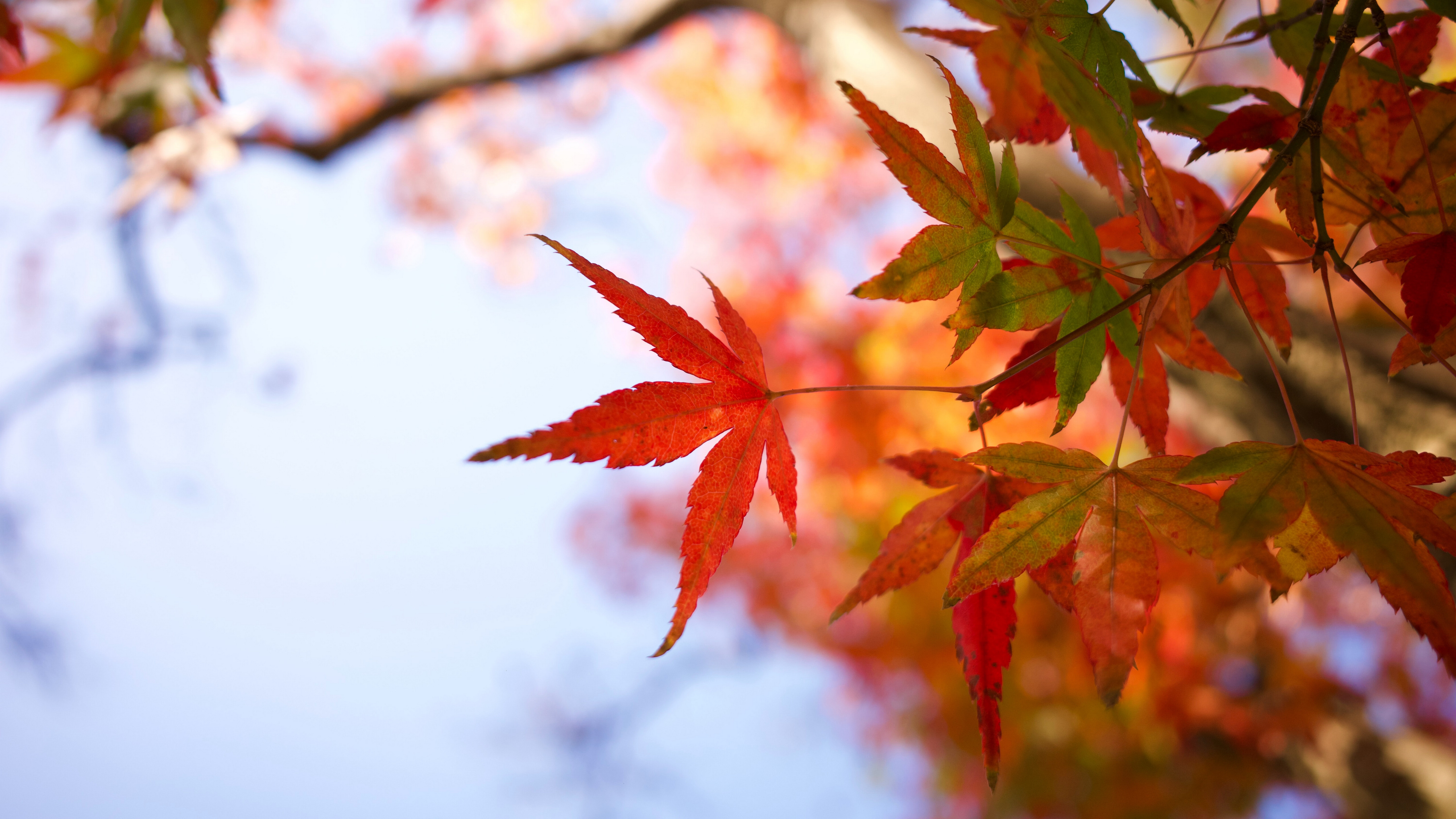 秋天红色枫叶图片桌面壁纸