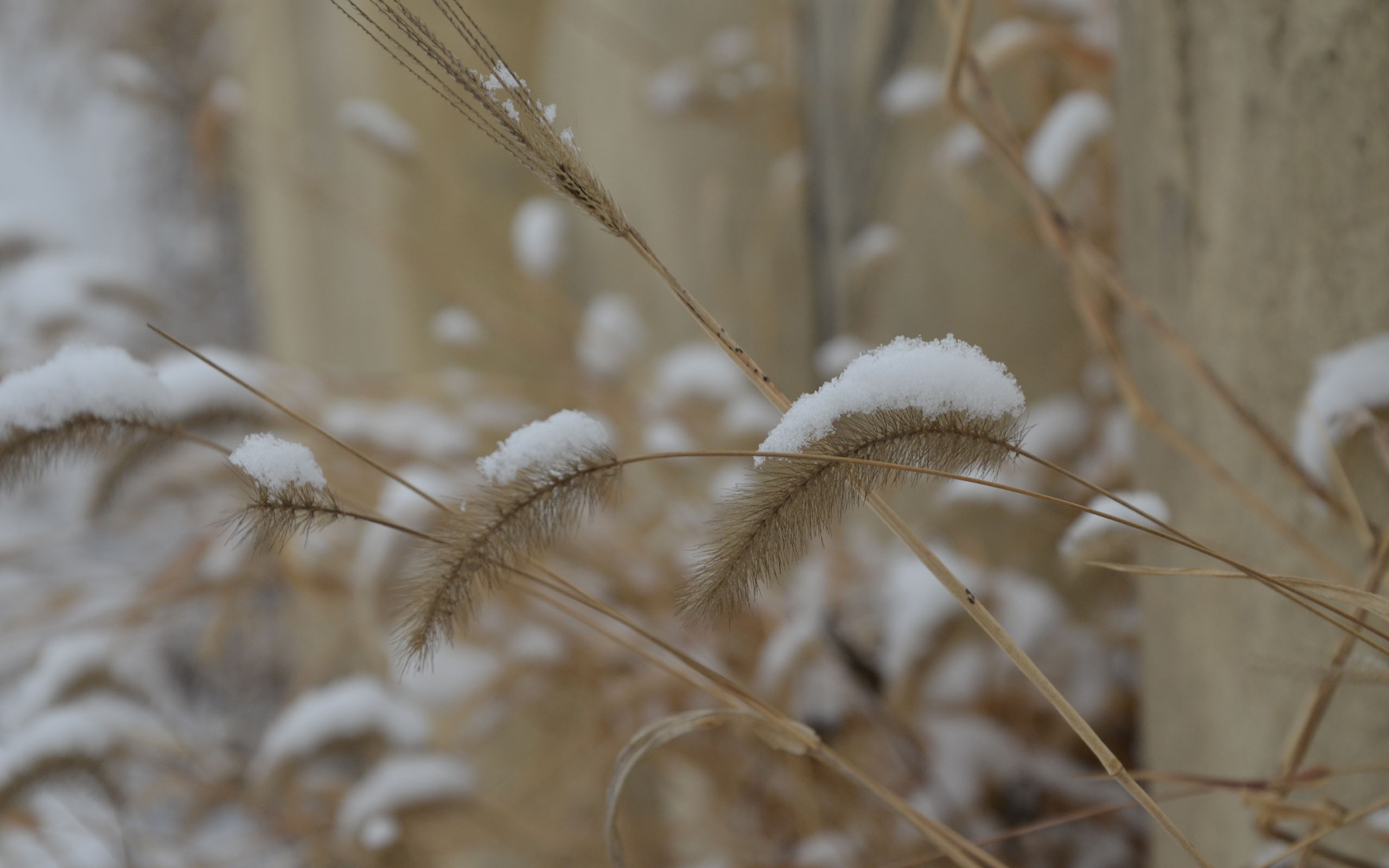 小雪节气之雪花美景图片壁纸