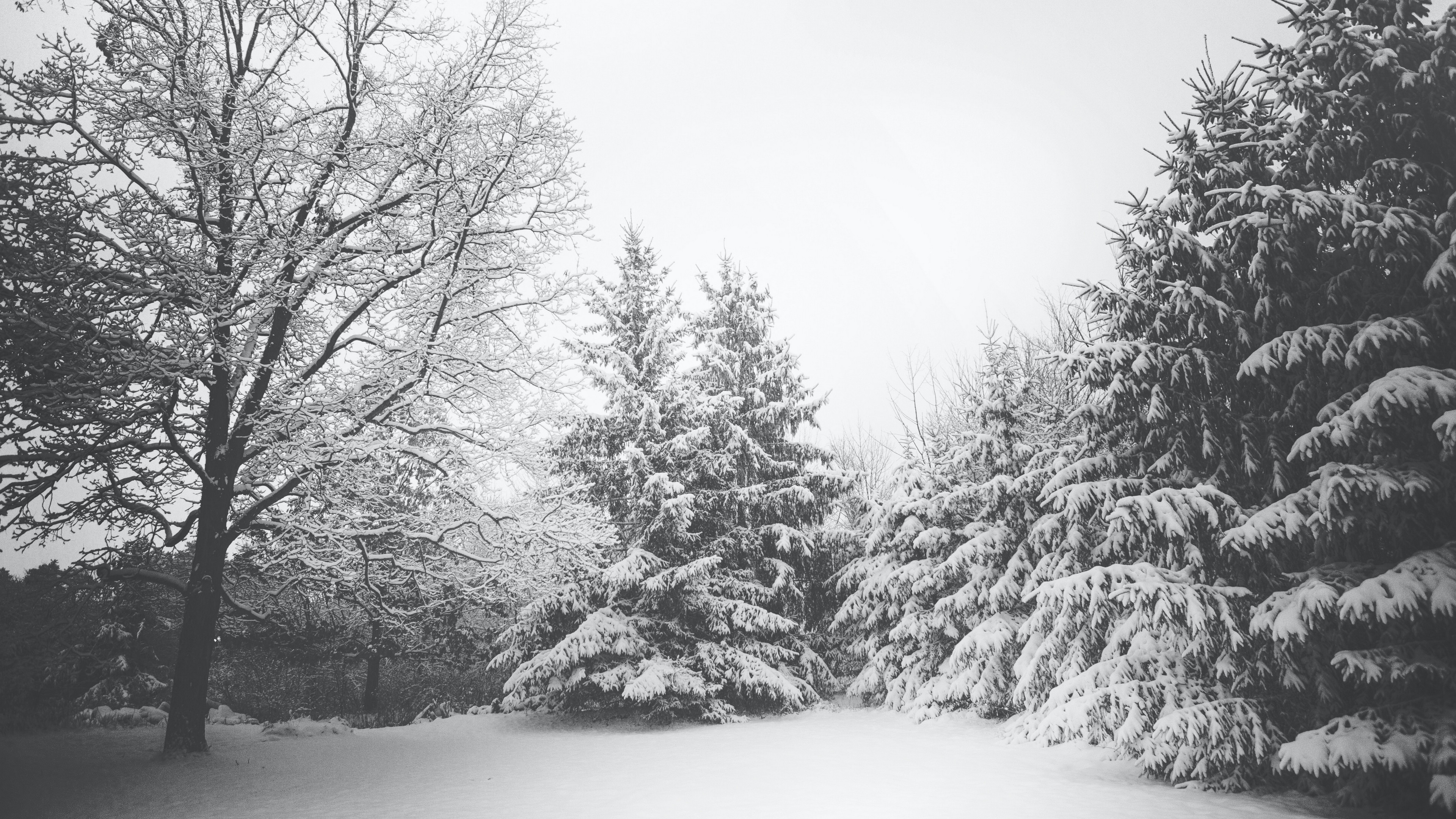 唯美冬季白雪树图片桌面壁纸