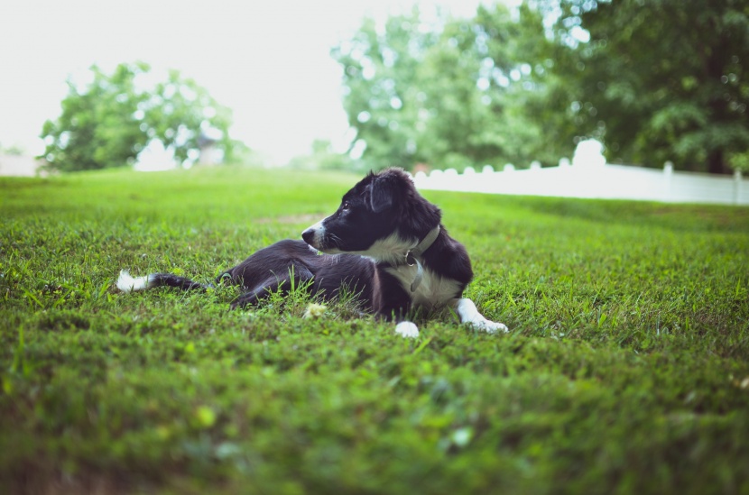 边境牧羊犬图片