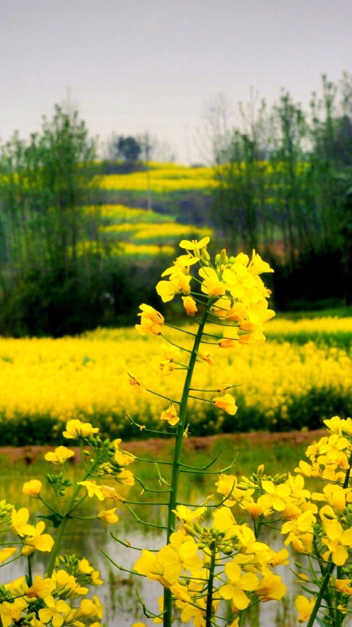 满山的油菜花风景图片