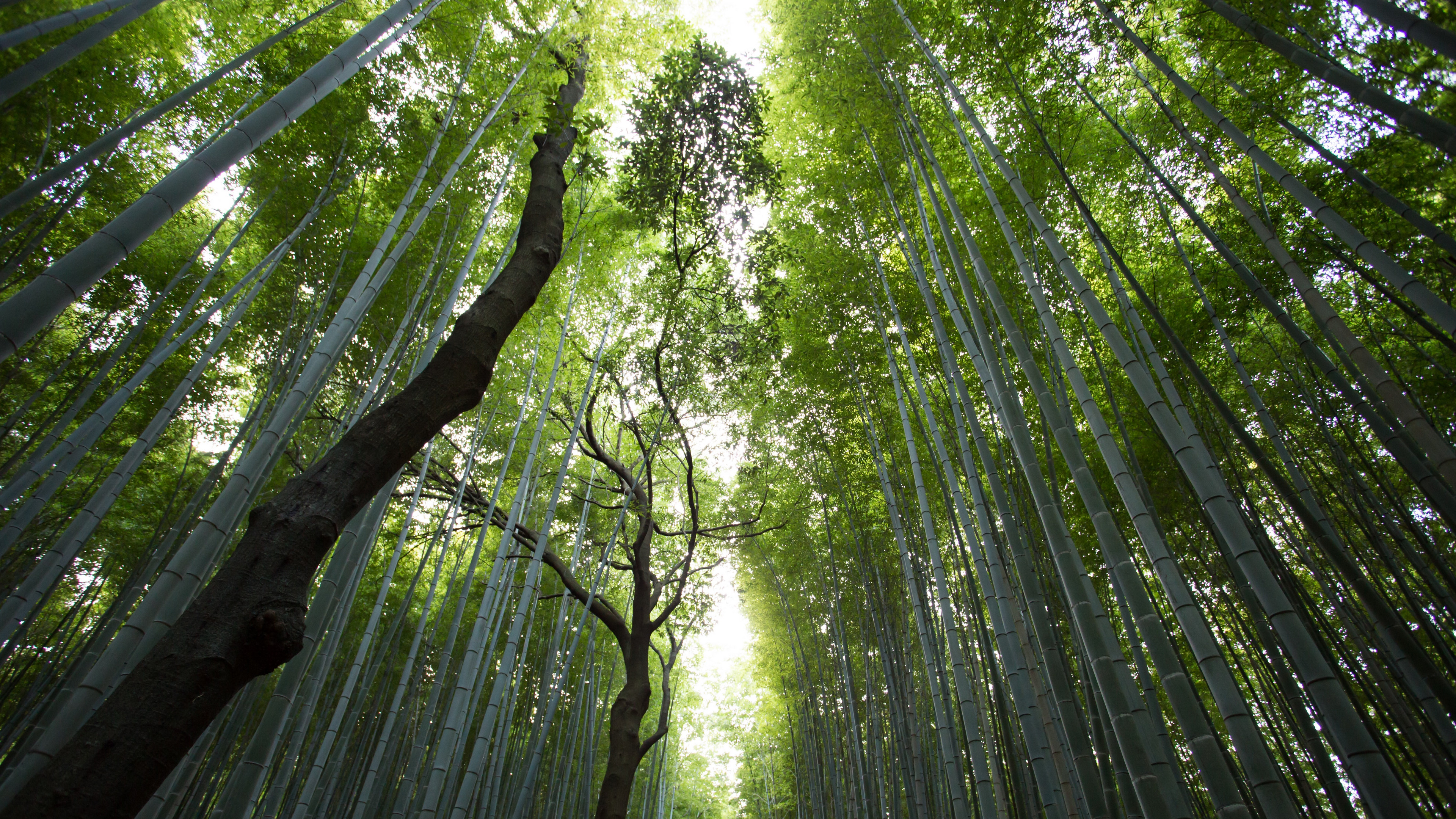 静谧竹林风景图片桌面壁纸