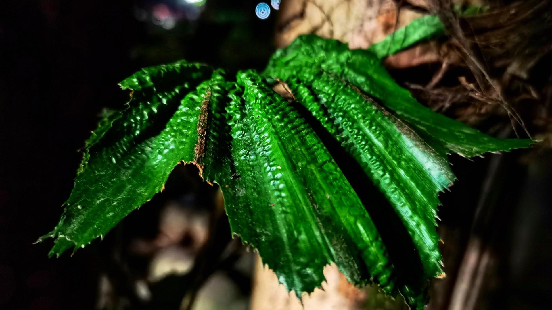 夏天绿植美景图片桌面壁纸