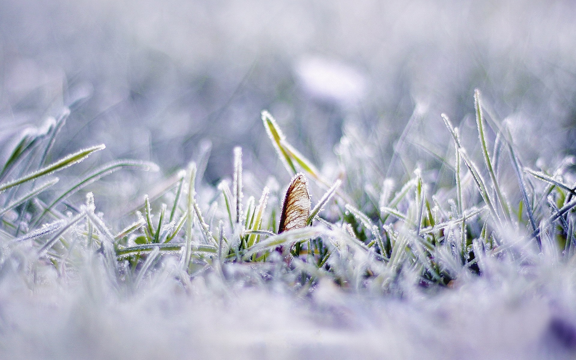 冬至节气唯美雪景高清桌面壁纸