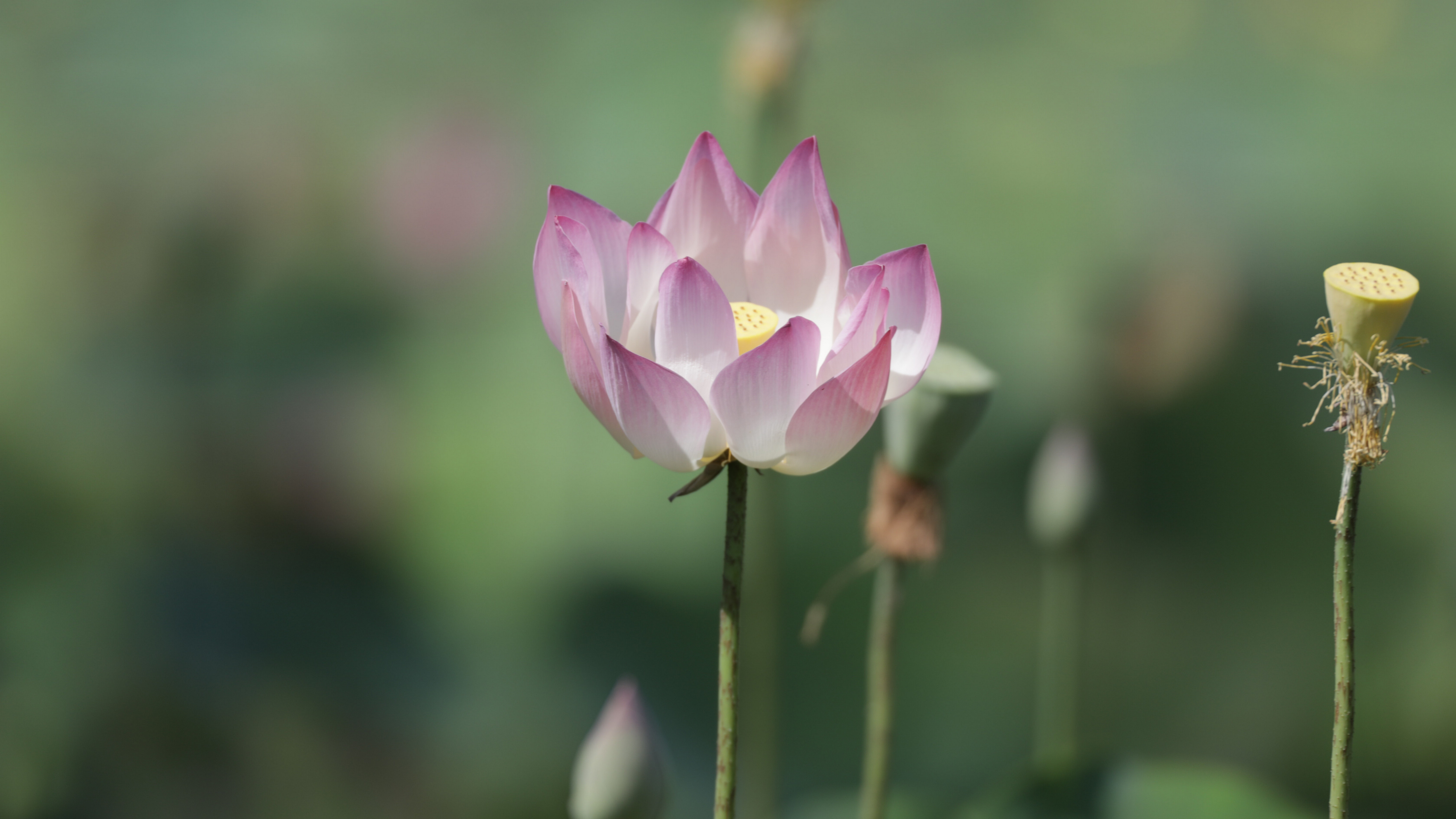 粉色的荷花高清图片桌面壁纸