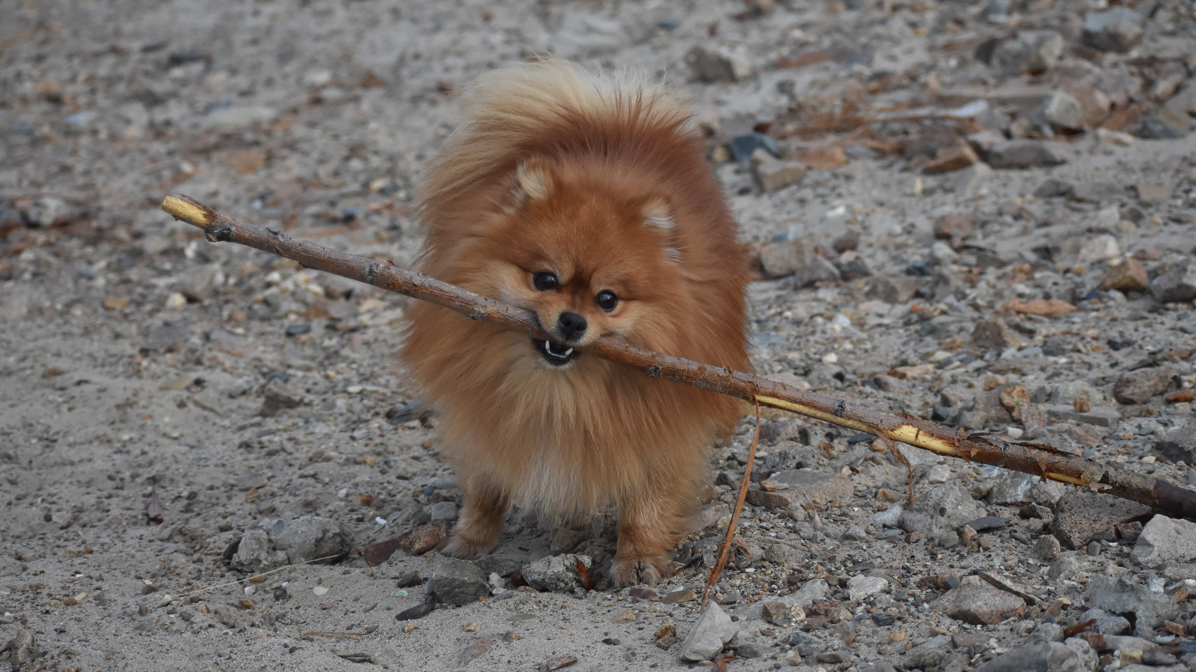 可爱的博美犬图片桌面壁纸