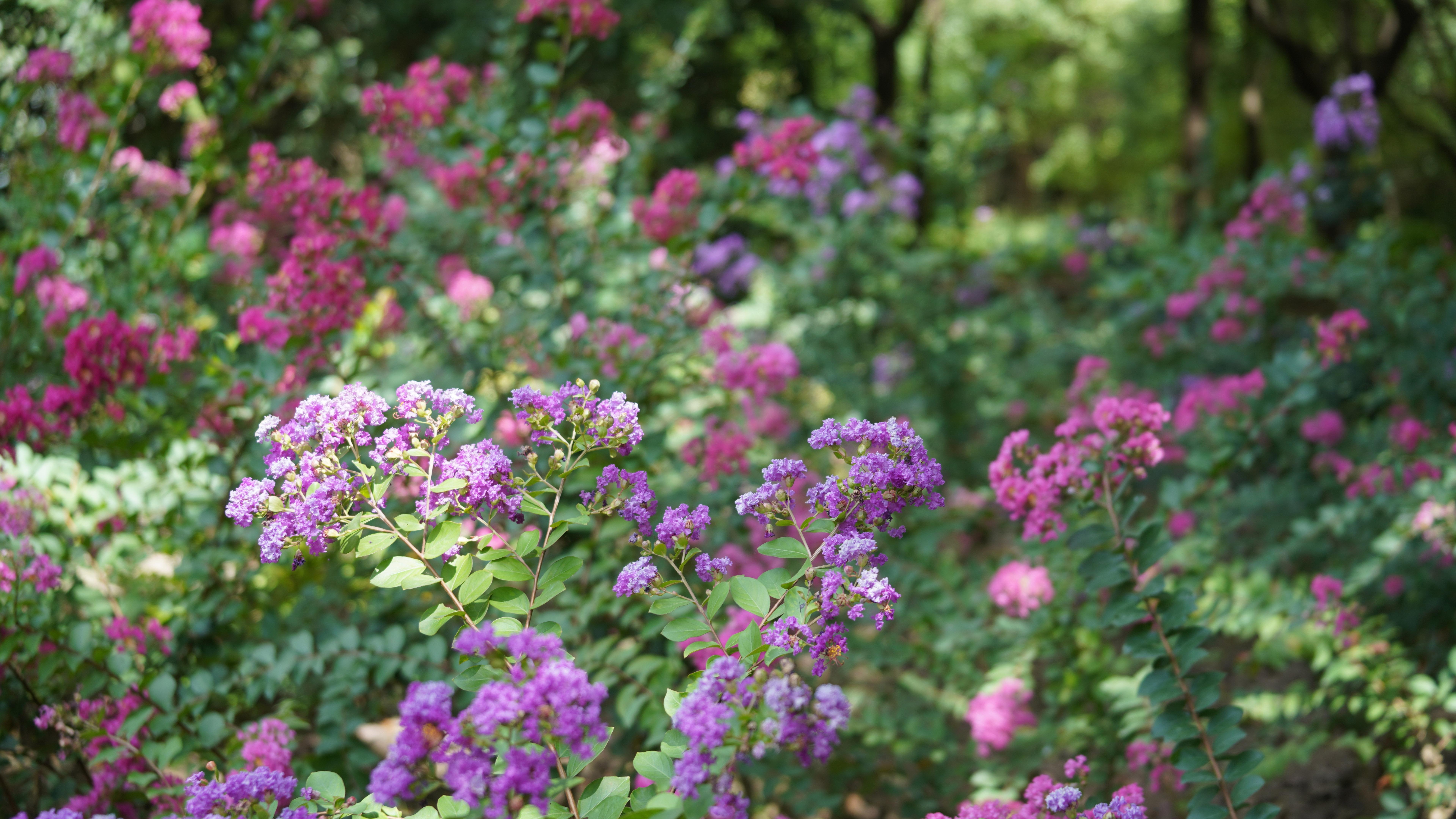 紫薇花素材图片高清桌面壁纸