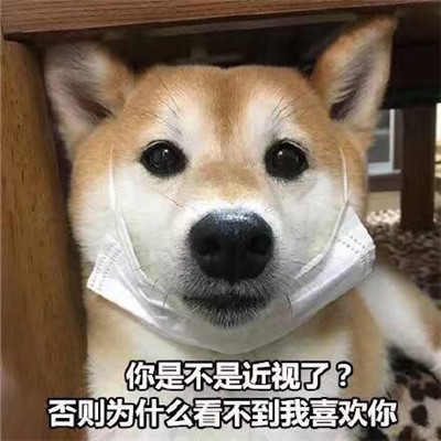 狗狗土味情话表情包图片