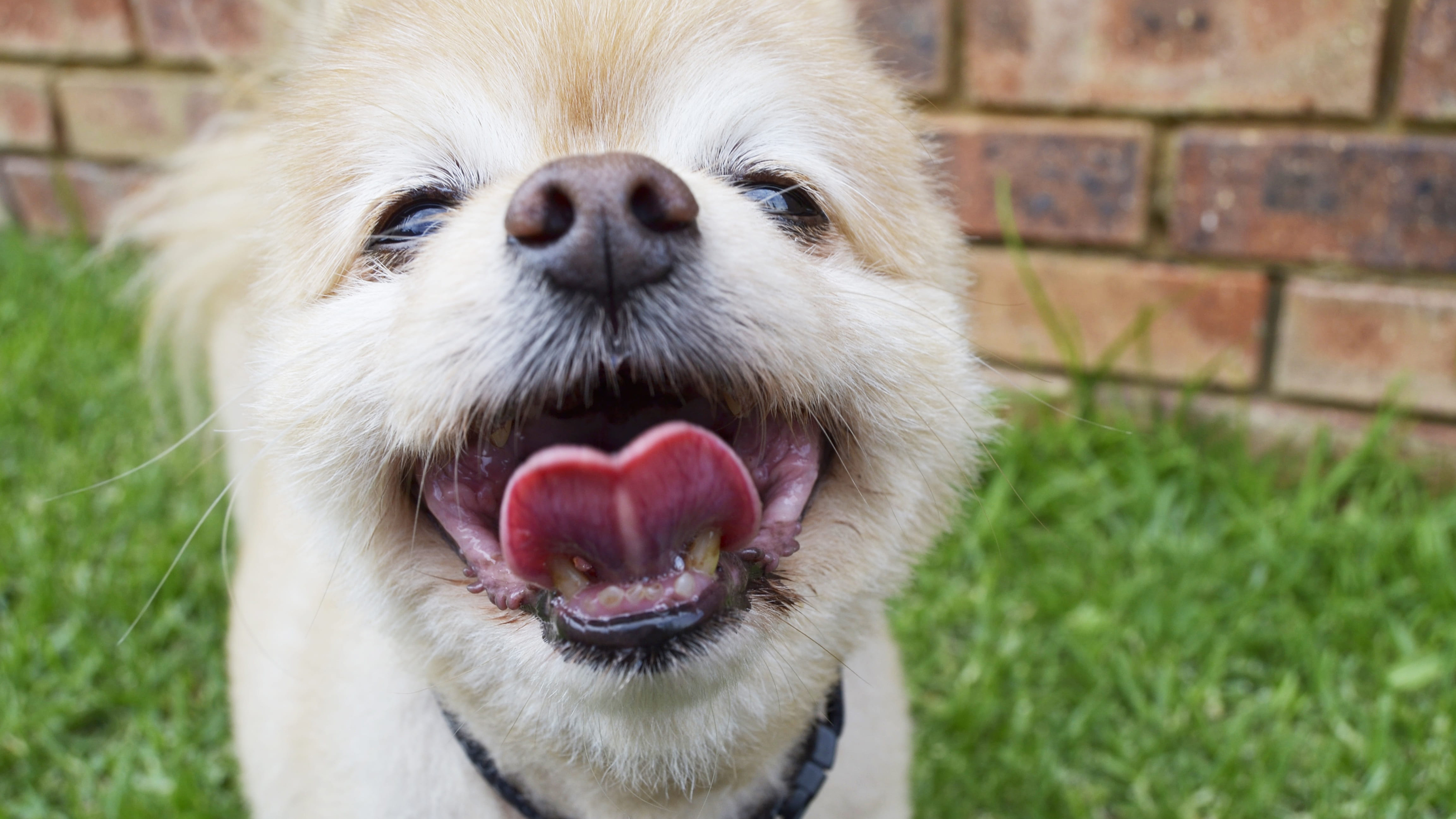 可爱的博美犬图片桌面壁纸