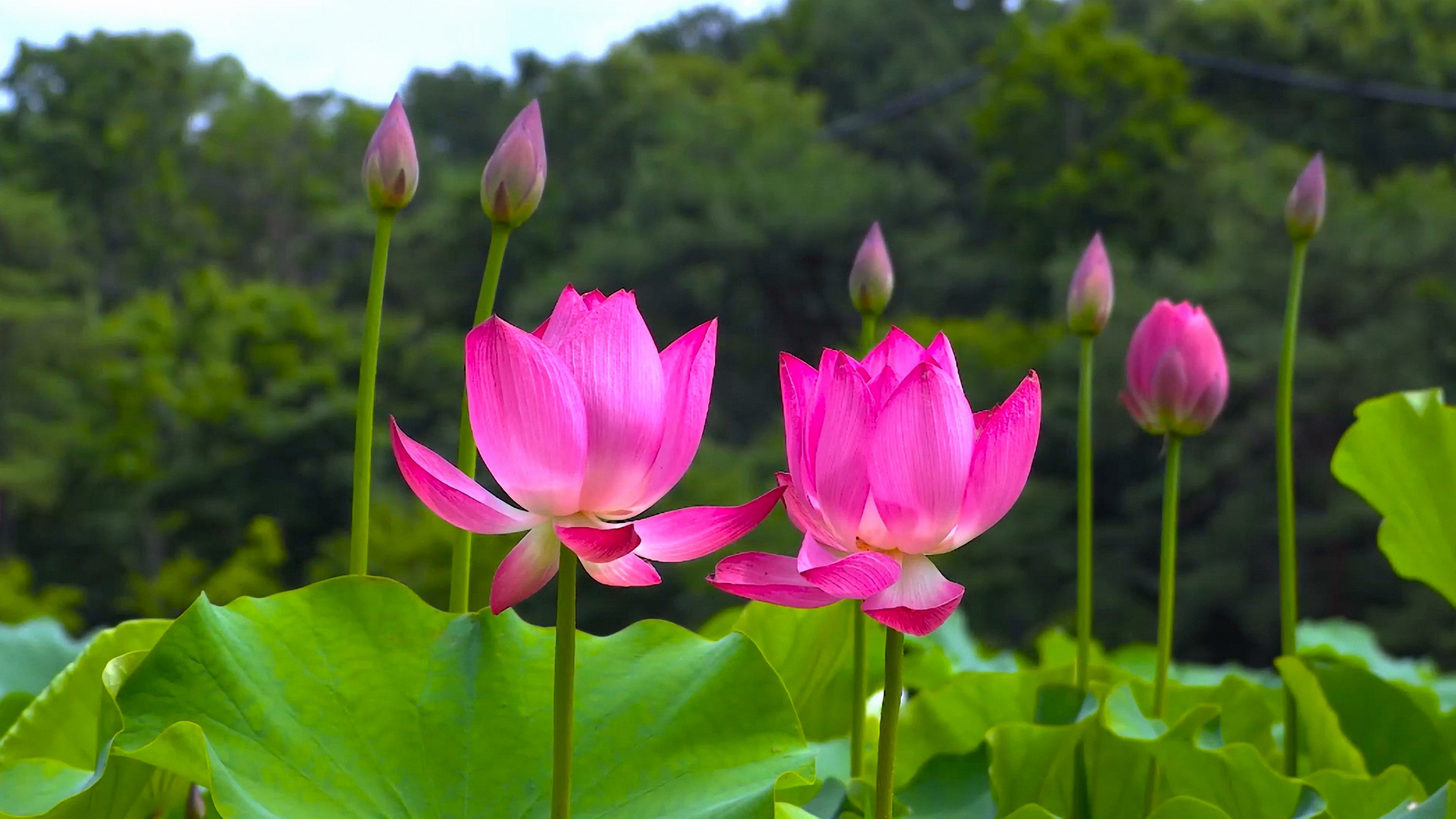 粉色的荷花高清图片桌面壁纸