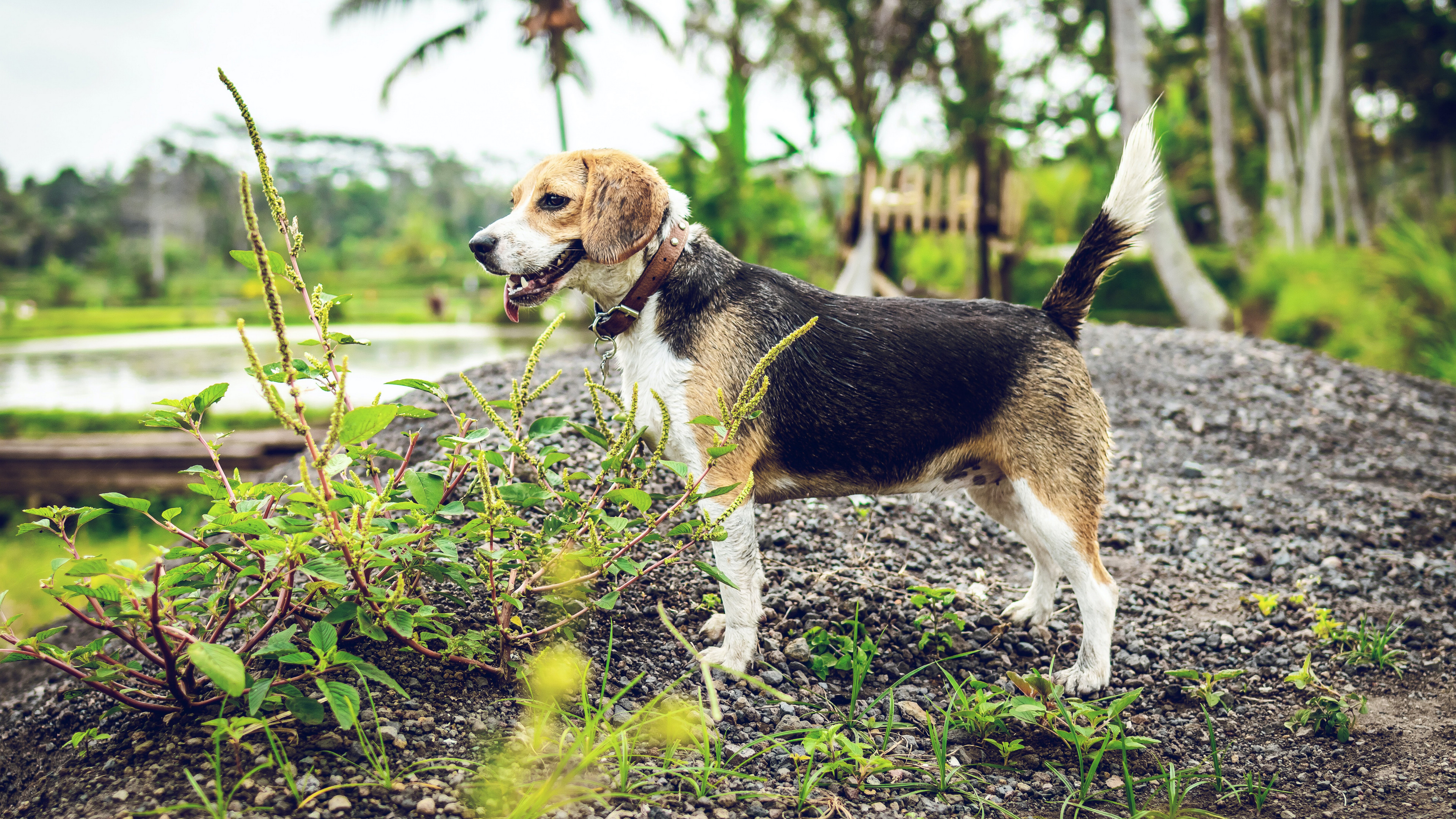 奔跑的米格鲁猎兔犬图片壁纸