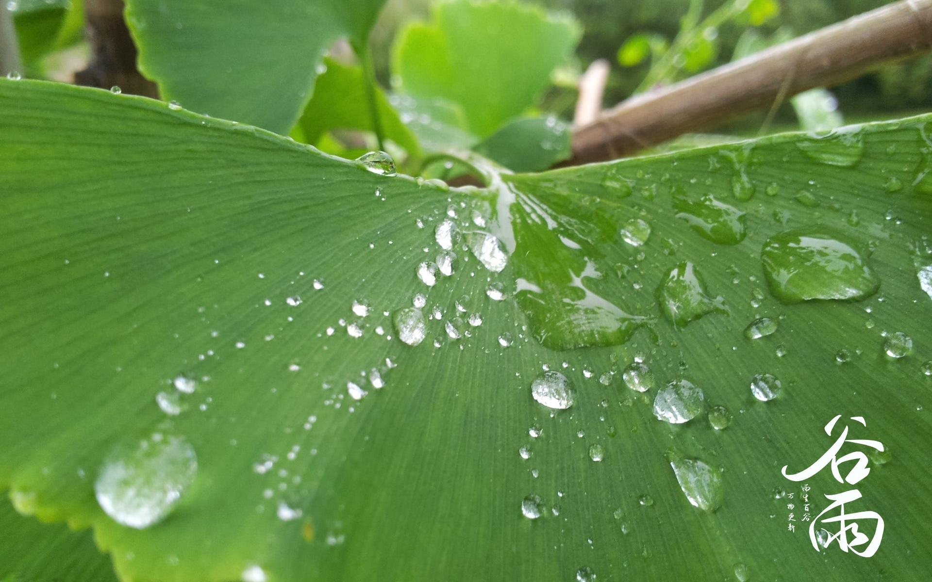 节气谷雨唯美图片桌面壁纸