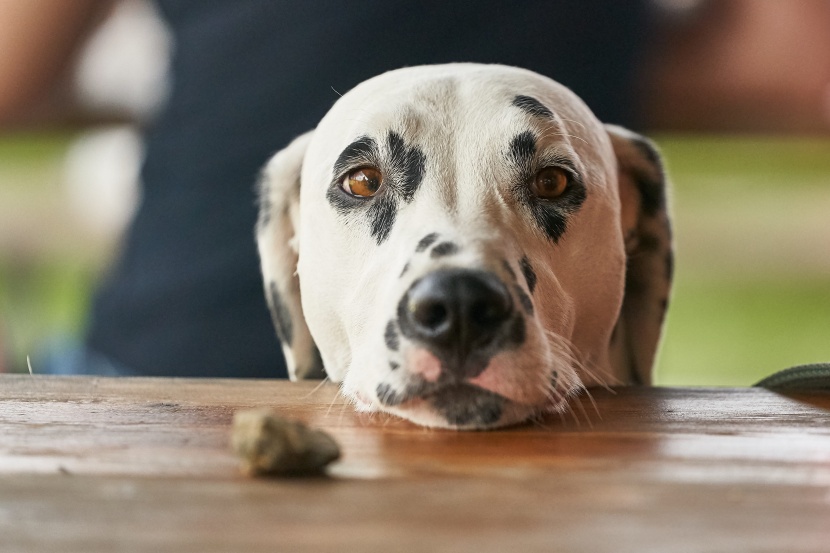 大麦町犬图片