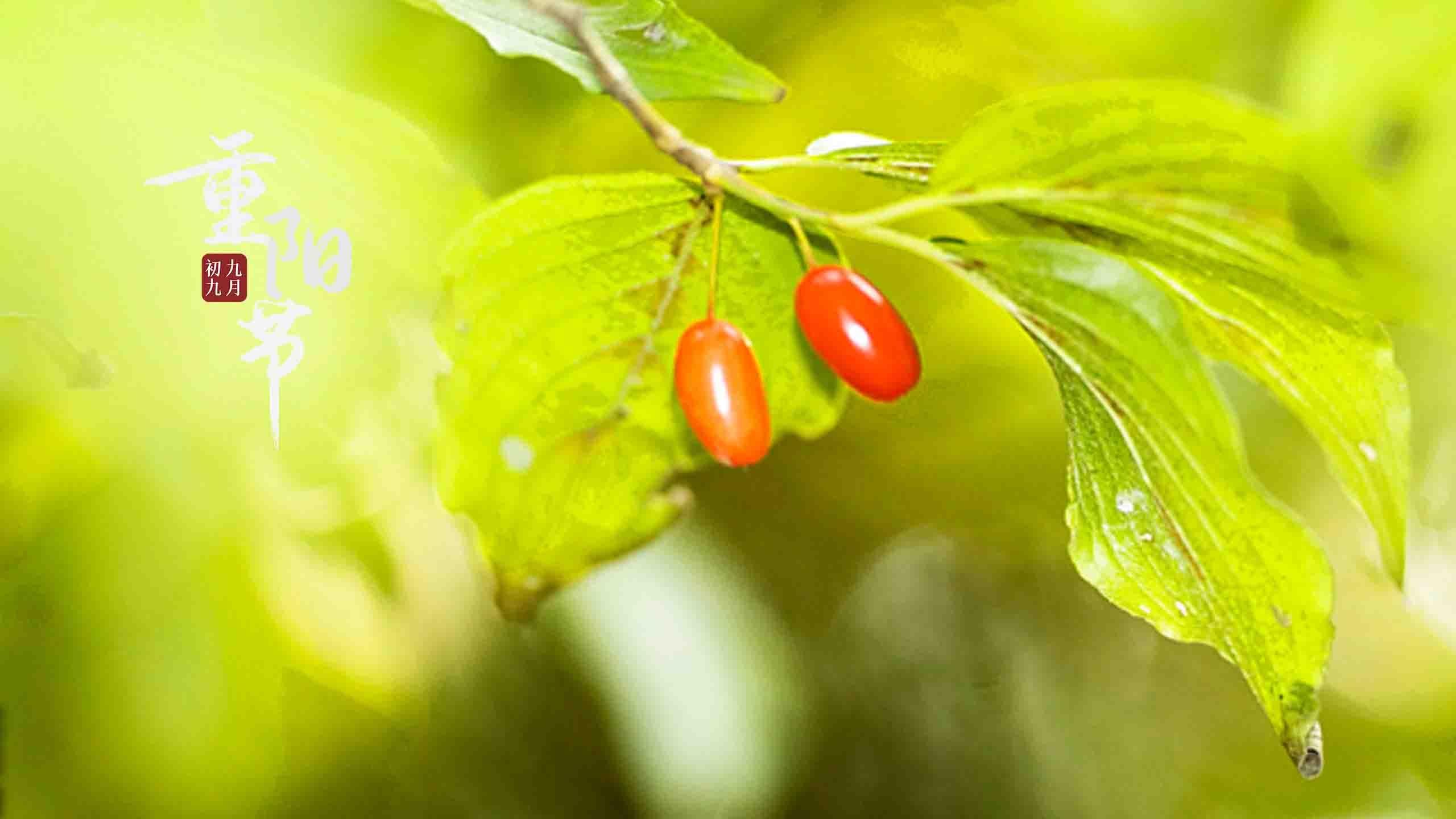 重阳节山茱萸图片桌面壁纸