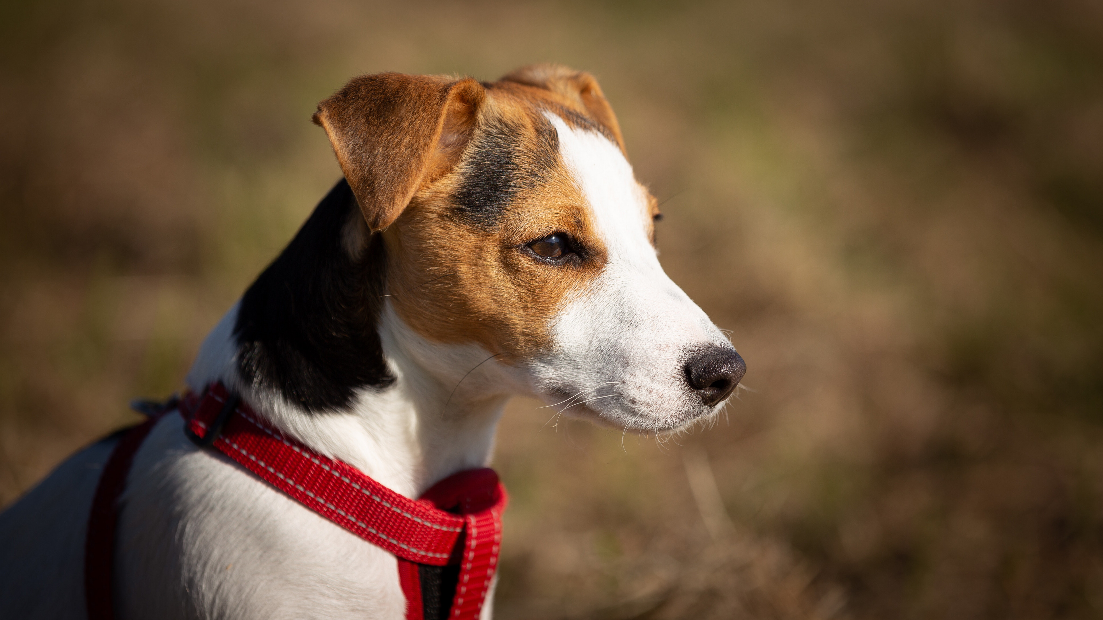 杰克罗素梗犬图片桌面壁纸