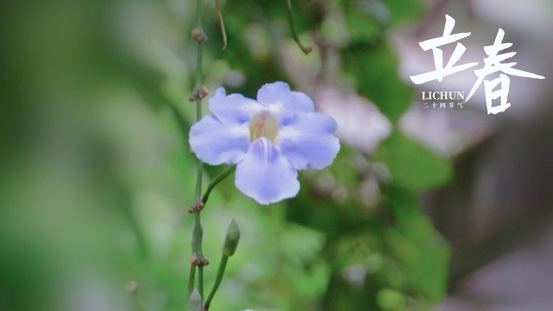 立春时节之牵牛花图片壁纸