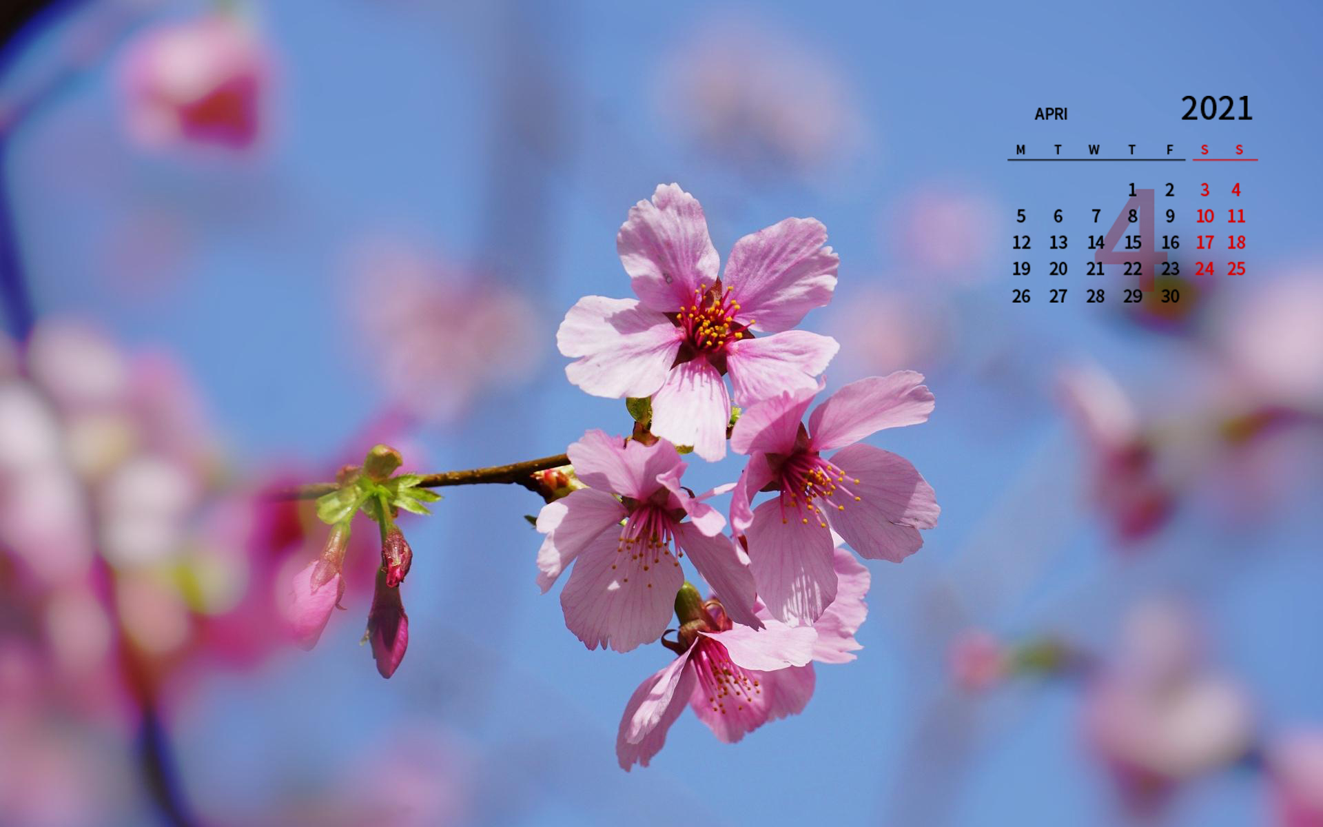 2021年4月樱花图片桌面日历壁纸