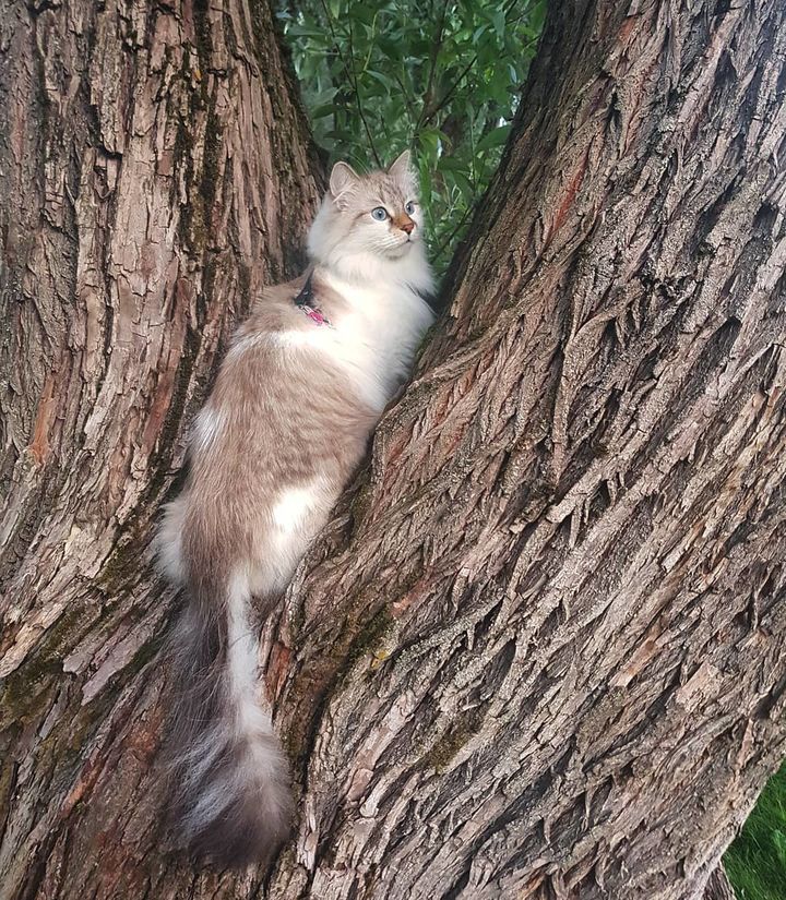 涅瓦河假面猫图片