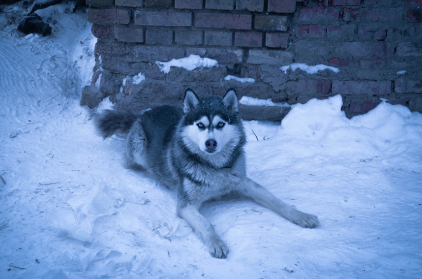 西伯利亚雪橇犬（哈士奇）图片