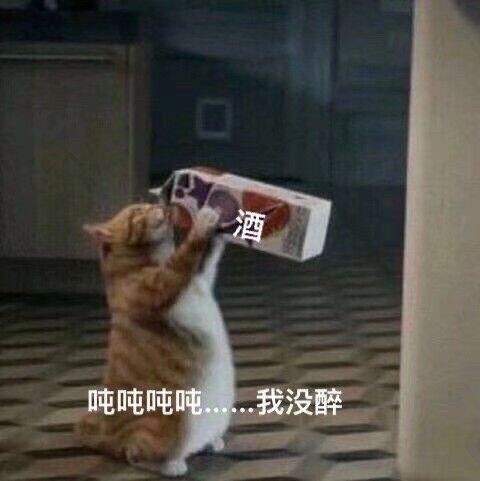 猫咪喝饮料表情包