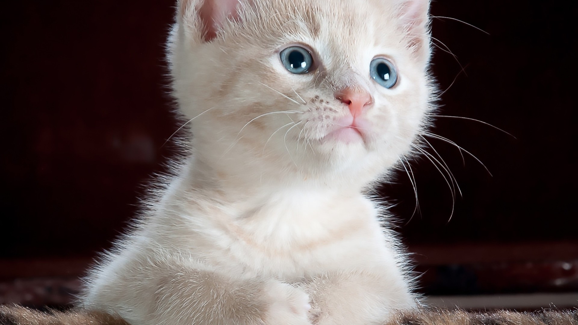 乖巧可爱的小猫咪图片桌面壁纸