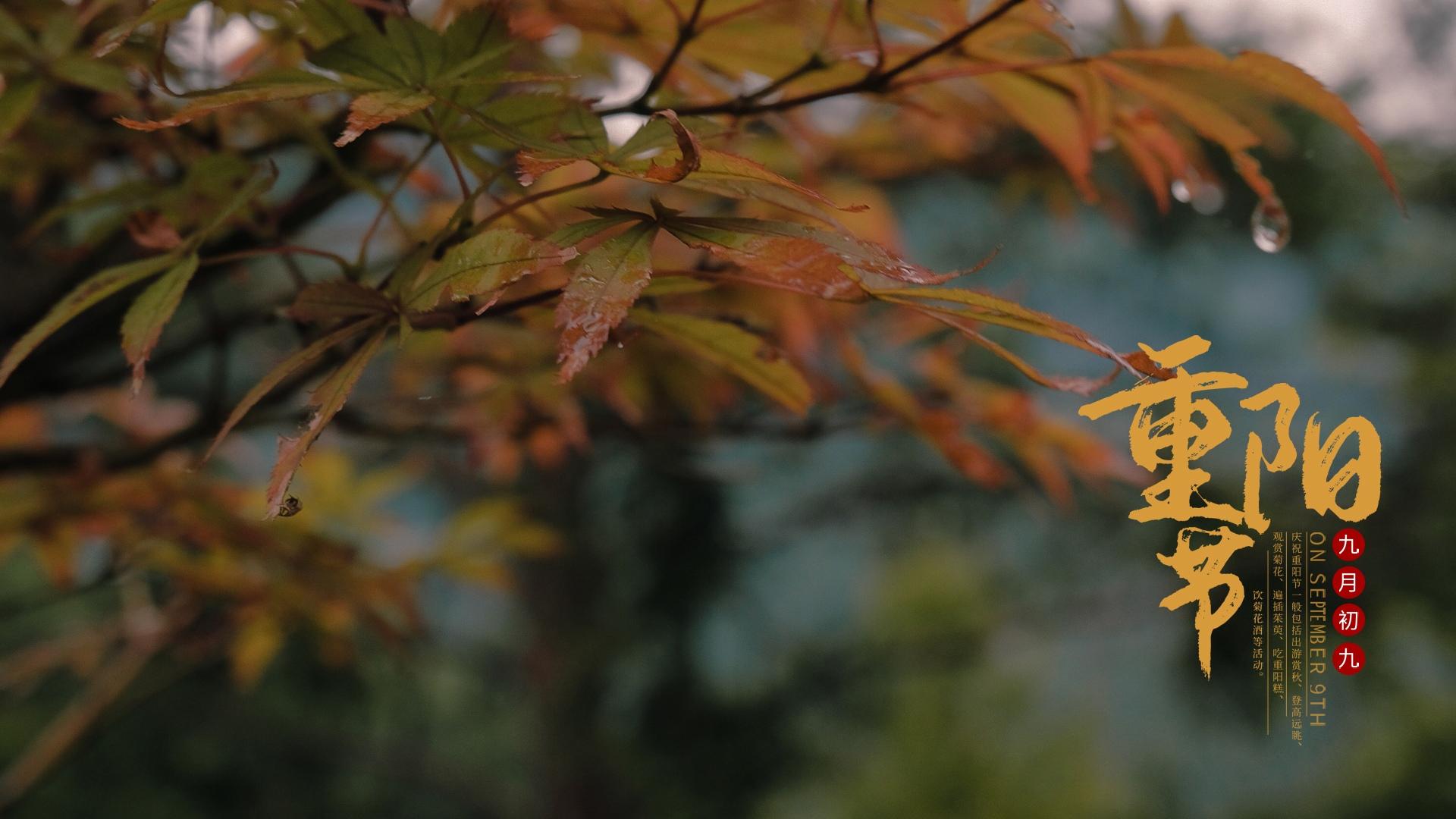 九九重阳节枫叶秋景图片壁纸