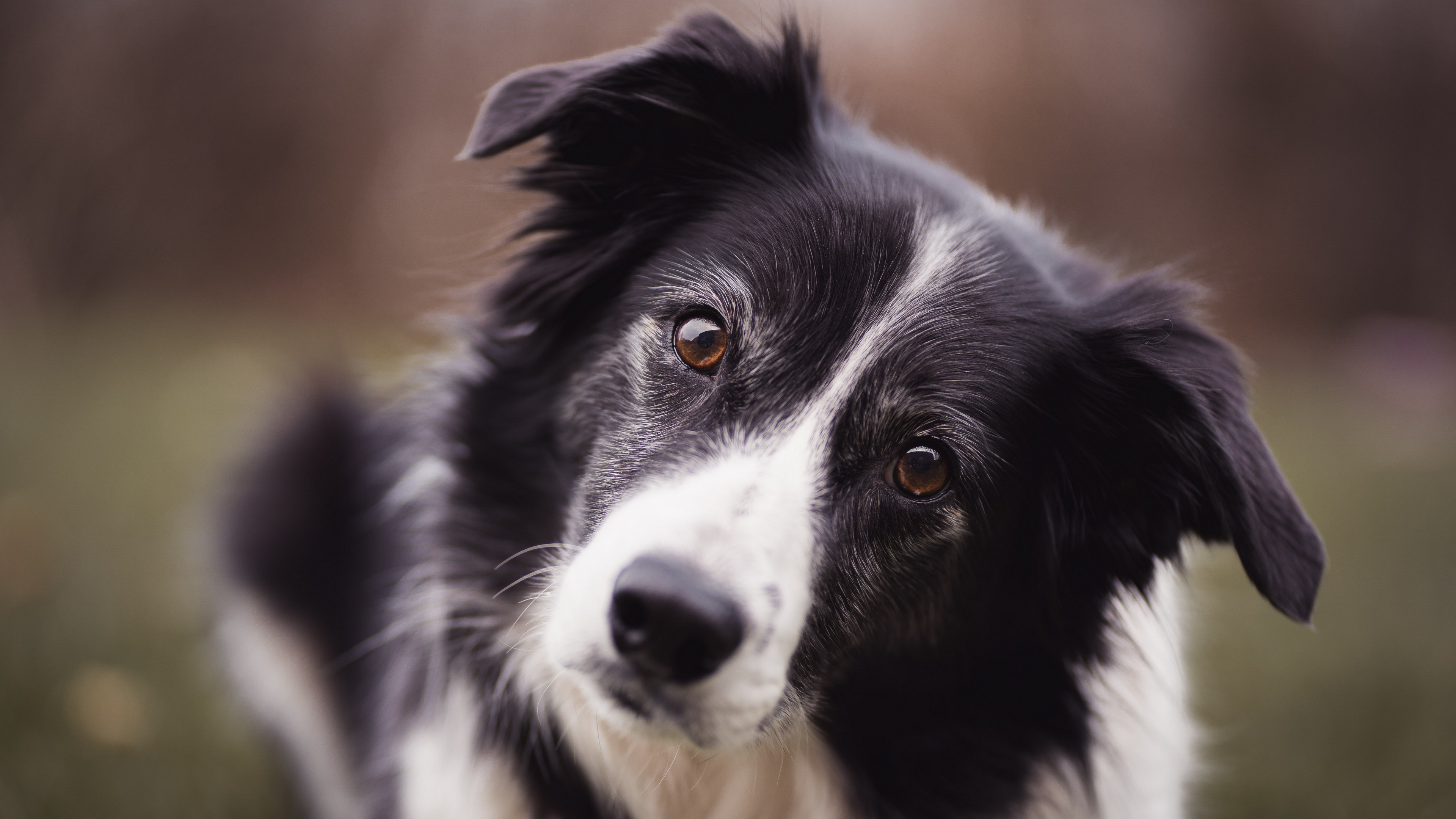 高清边境牧羊犬图片桌面壁纸