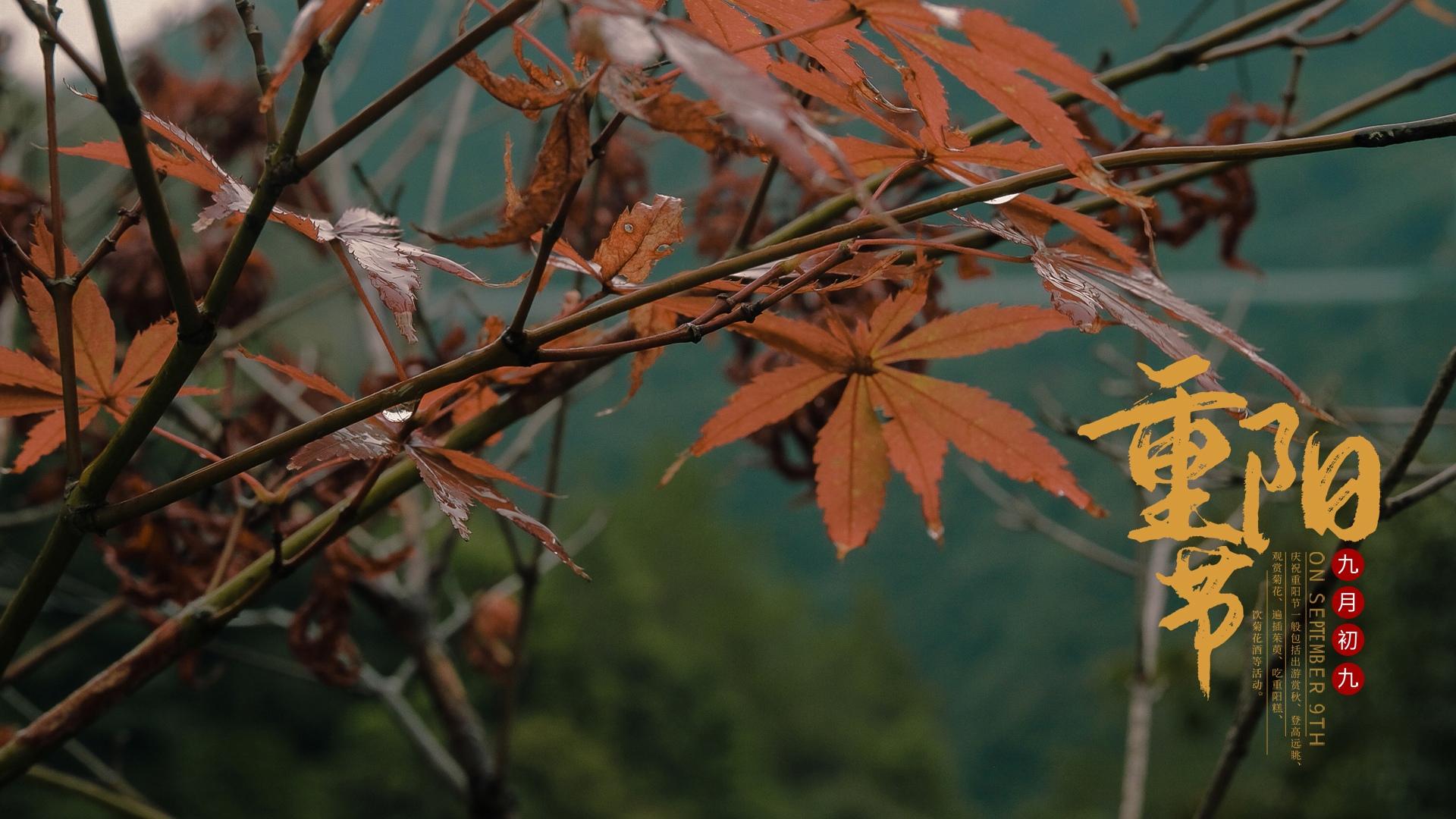 九九重阳节枫叶秋景图片壁纸