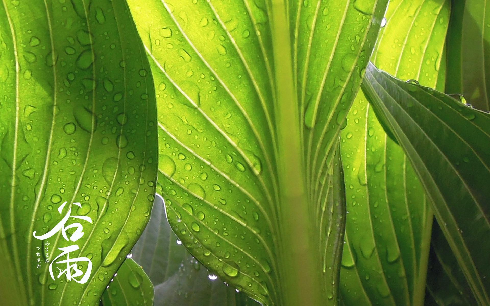 节气谷雨唯美图片桌面壁纸