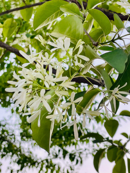 流苏树高清局部图片