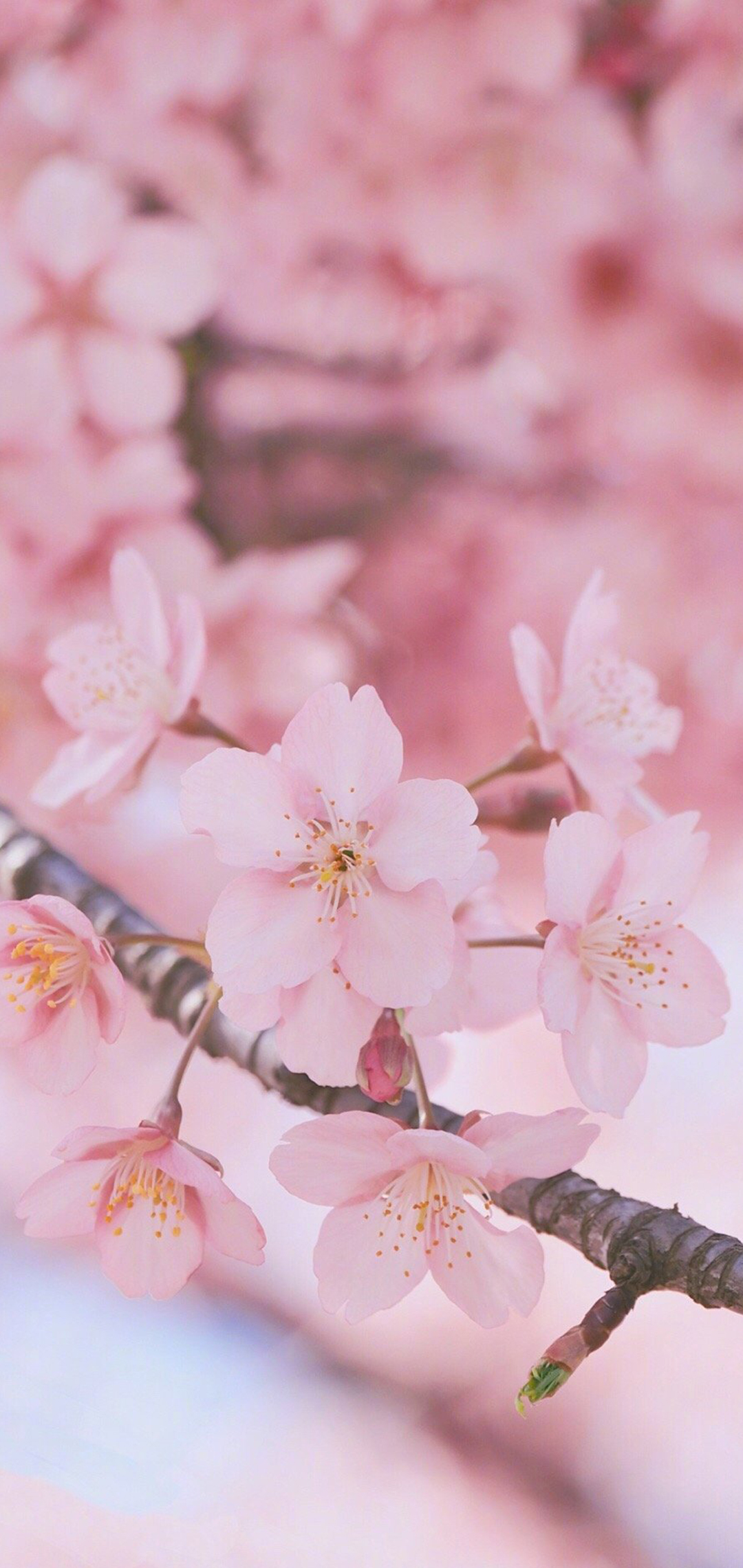 春日粉色樱花手机壁纸