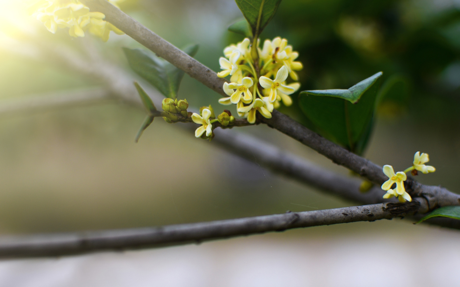 中秋节桂花图片桌面壁纸