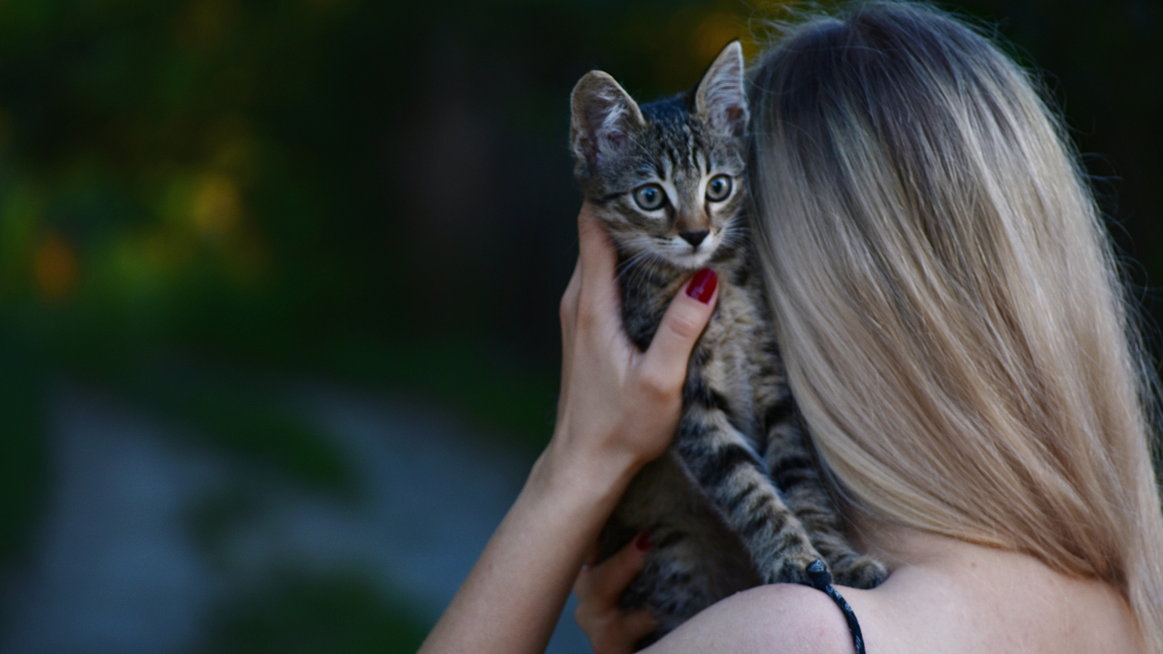 猫咪与主人高清图片素材壁纸