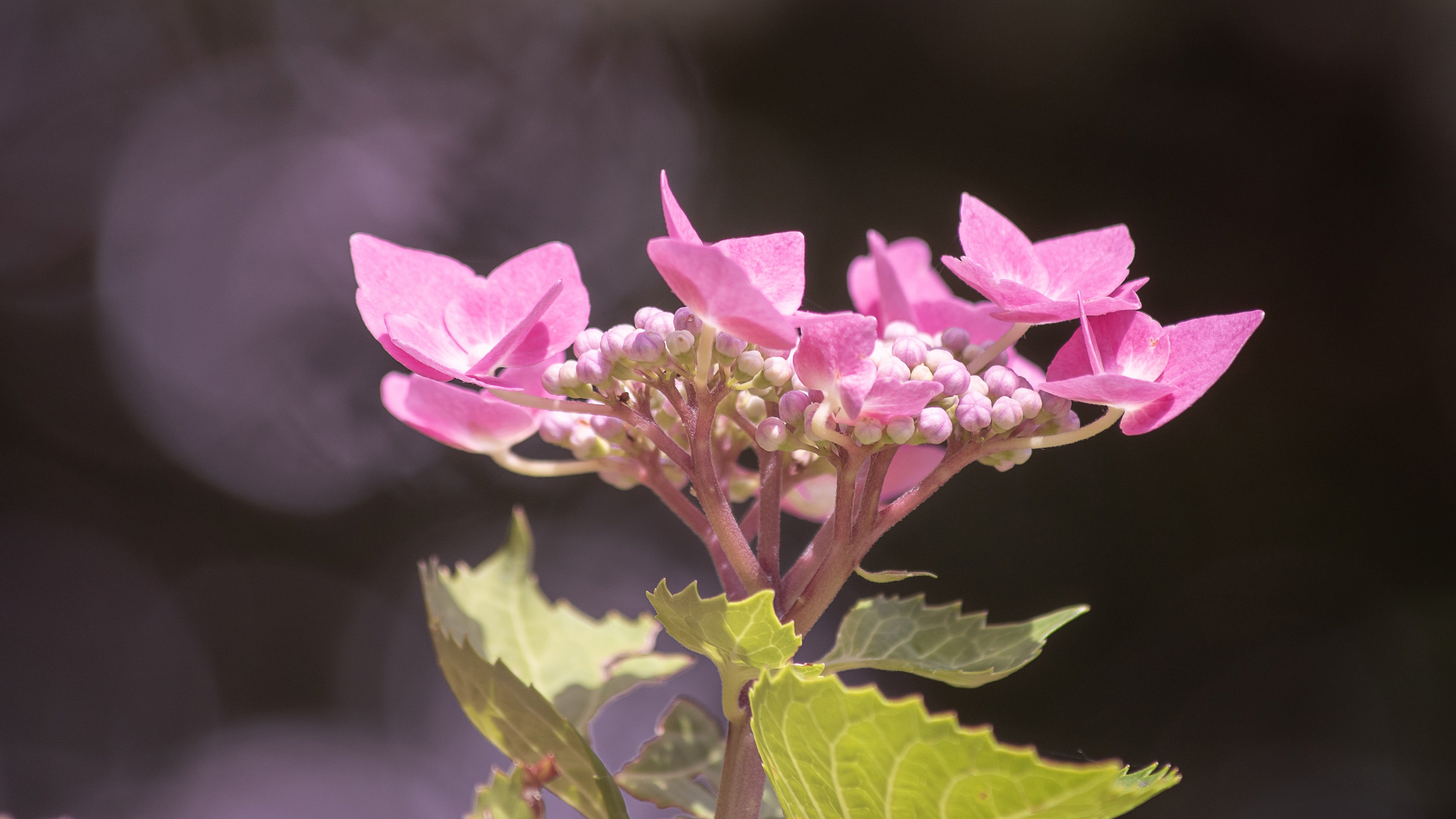 高清八仙花图片桌面壁纸