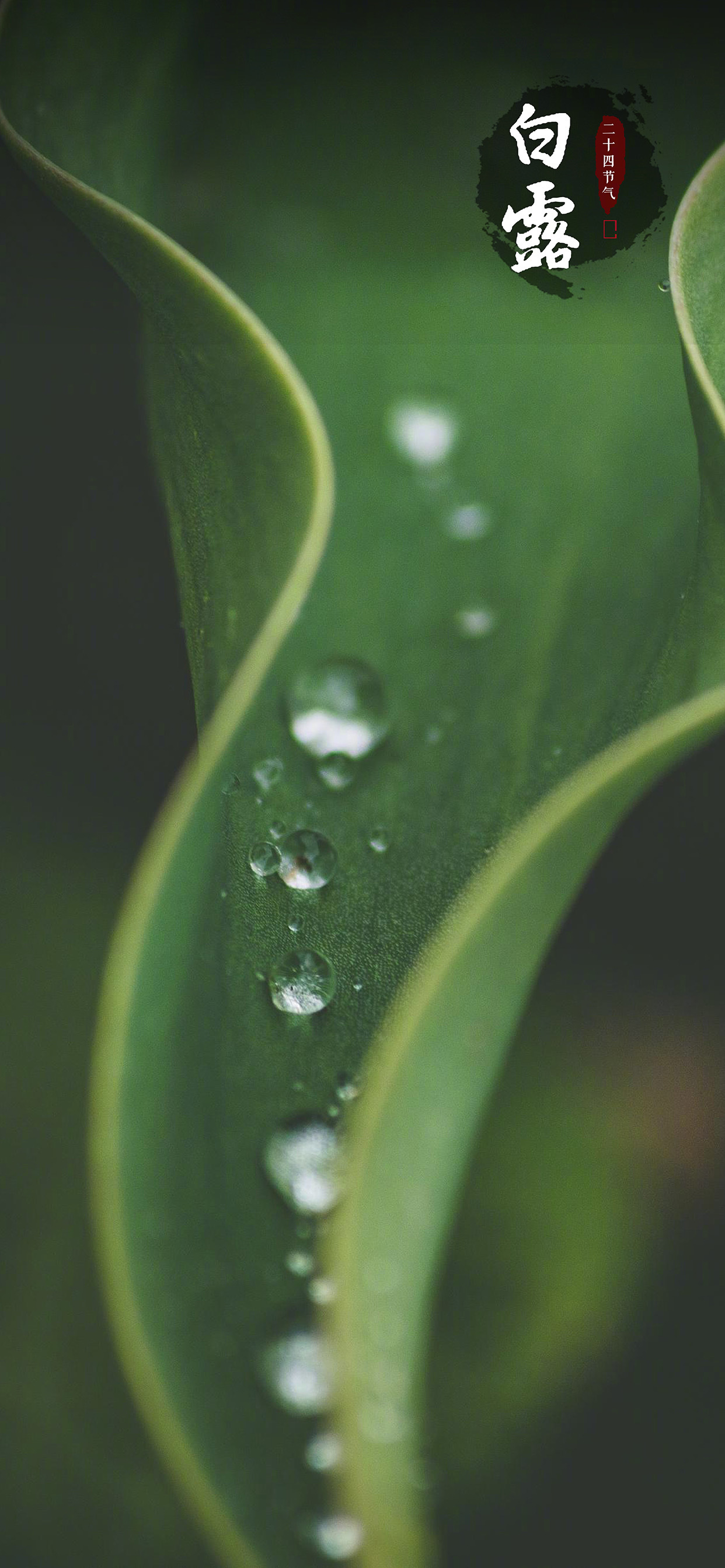 二十四节气白露手机壁纸