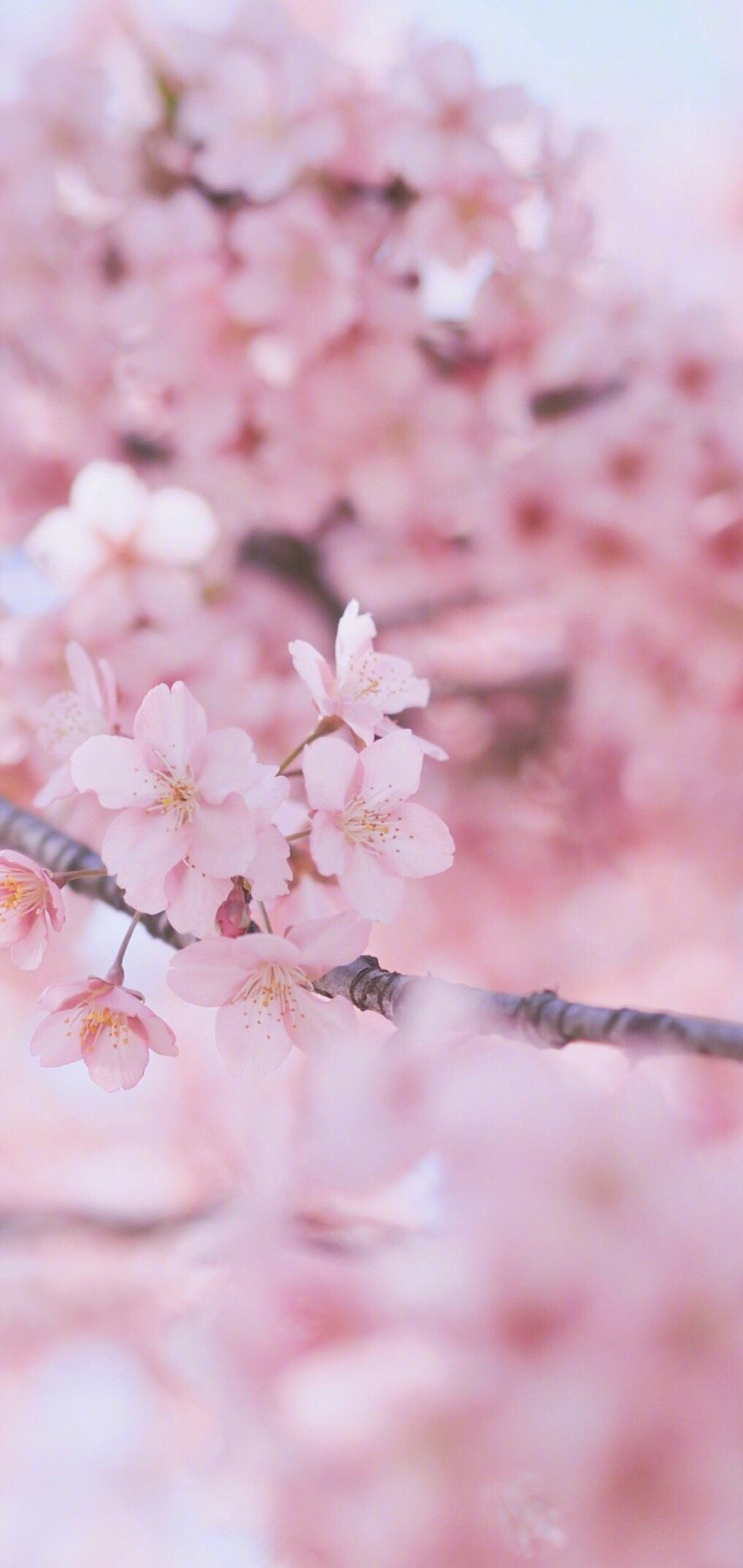 春日粉色樱花手机壁纸