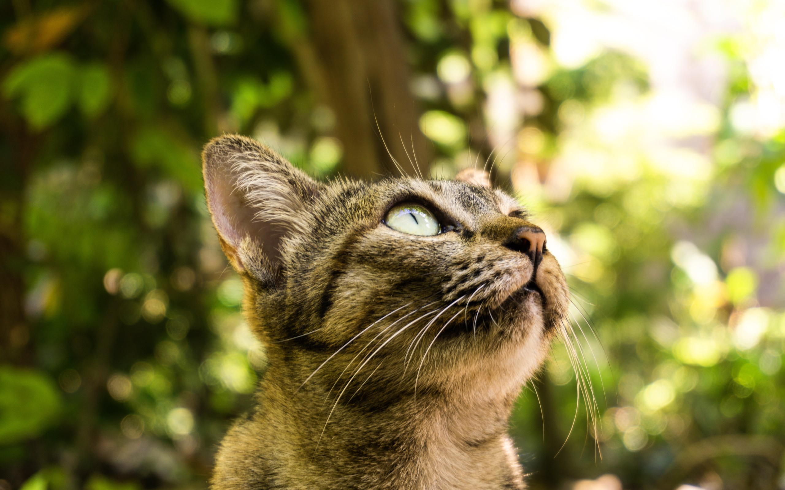 超萌可爱的小猫咪图片桌面壁纸