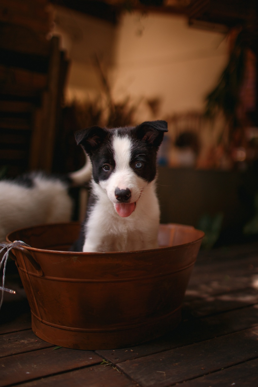 边境牧羊犬图片