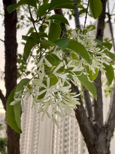 流苏树高清局部图片