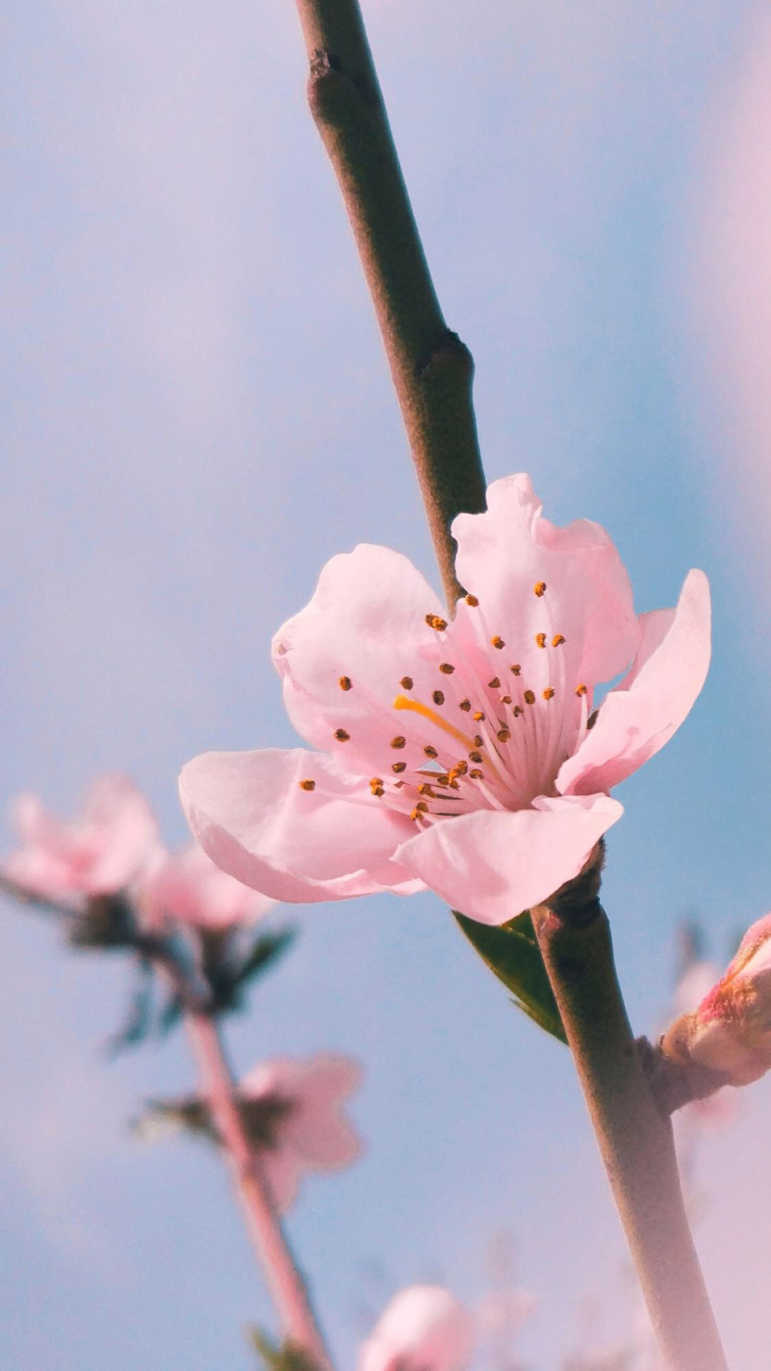 粉色桃花浅蓝天空手机壁纸