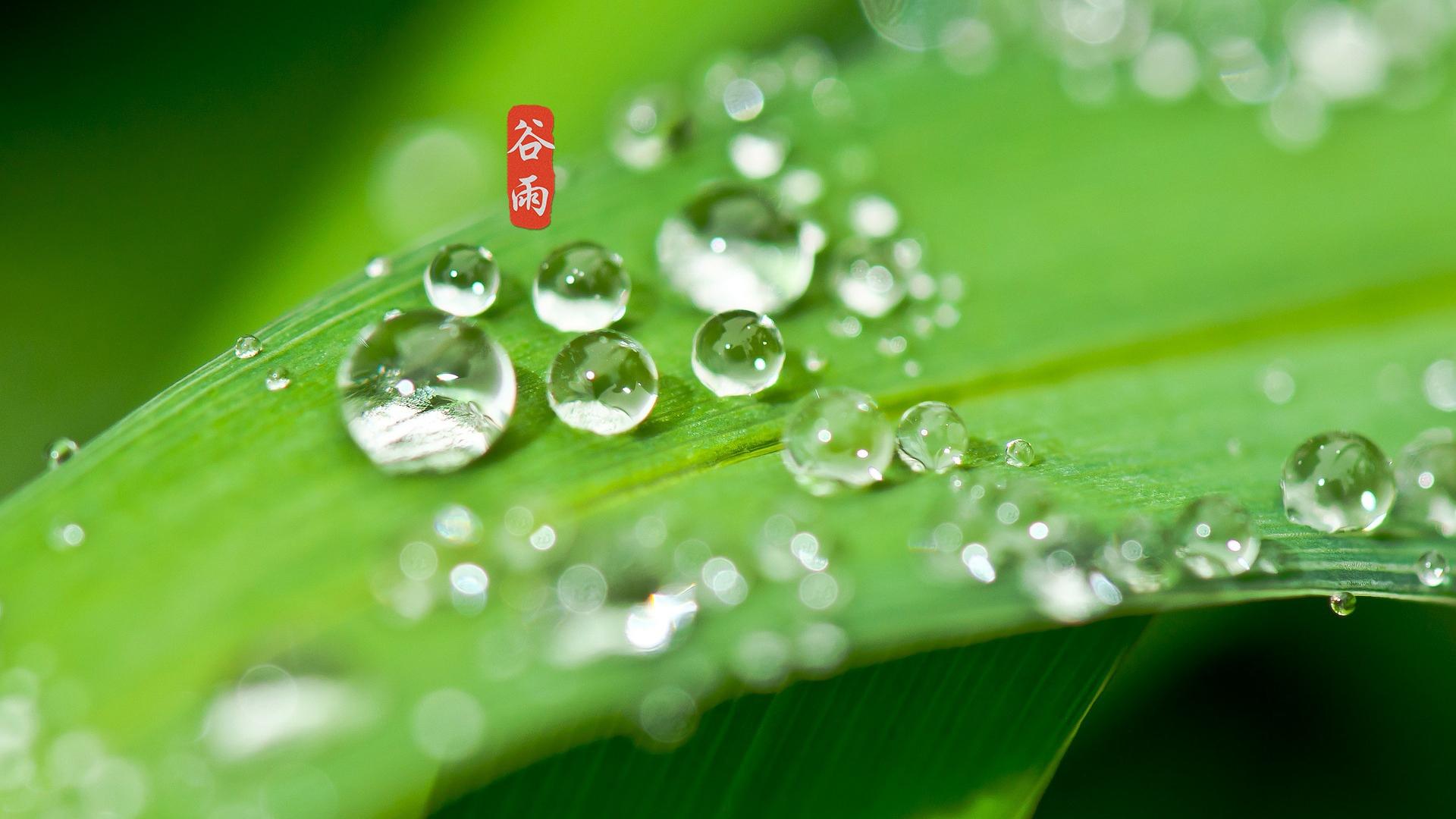 24节气谷雨图片桌面壁纸