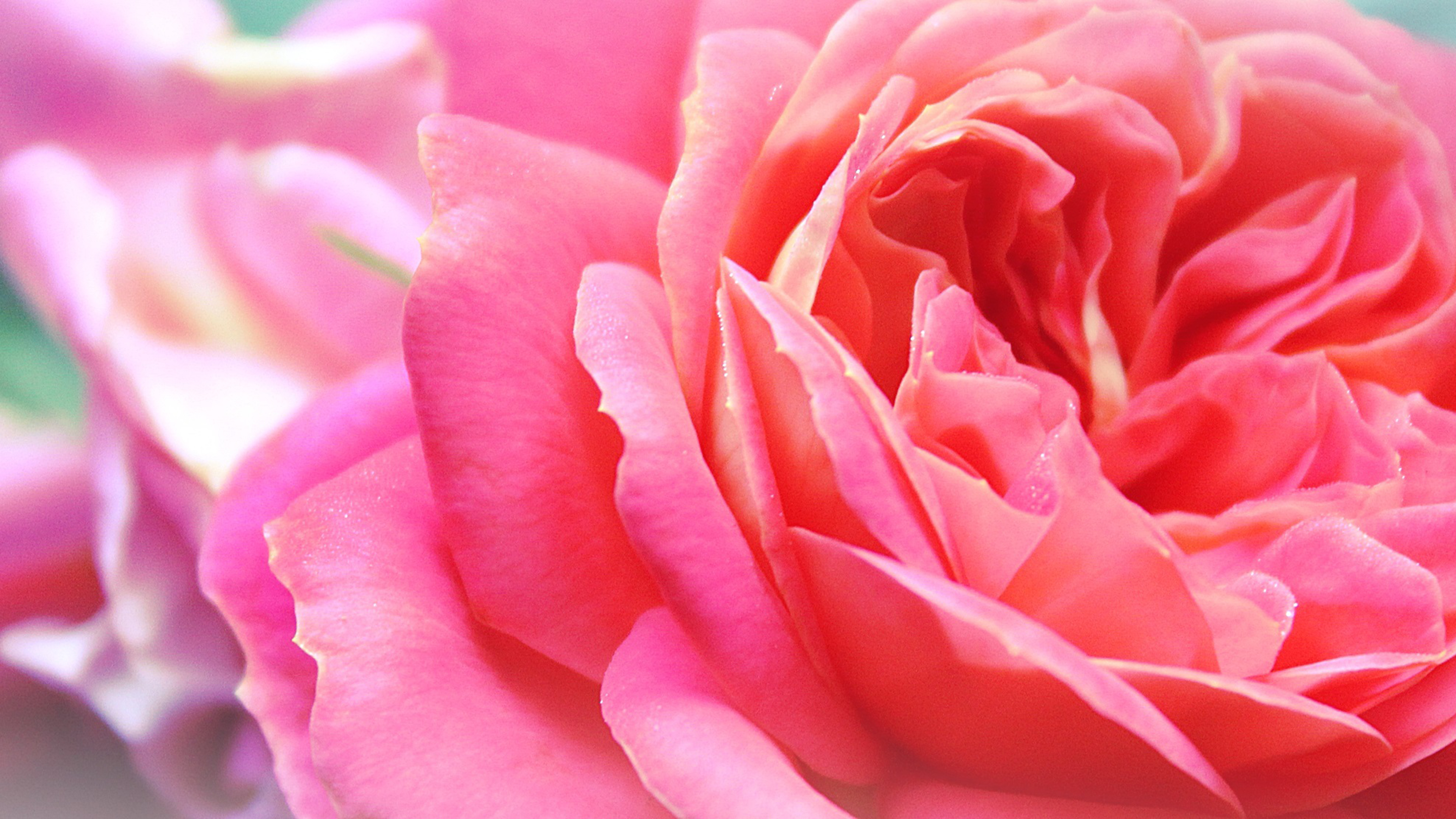 粉色玫瑰花图片桌面壁纸