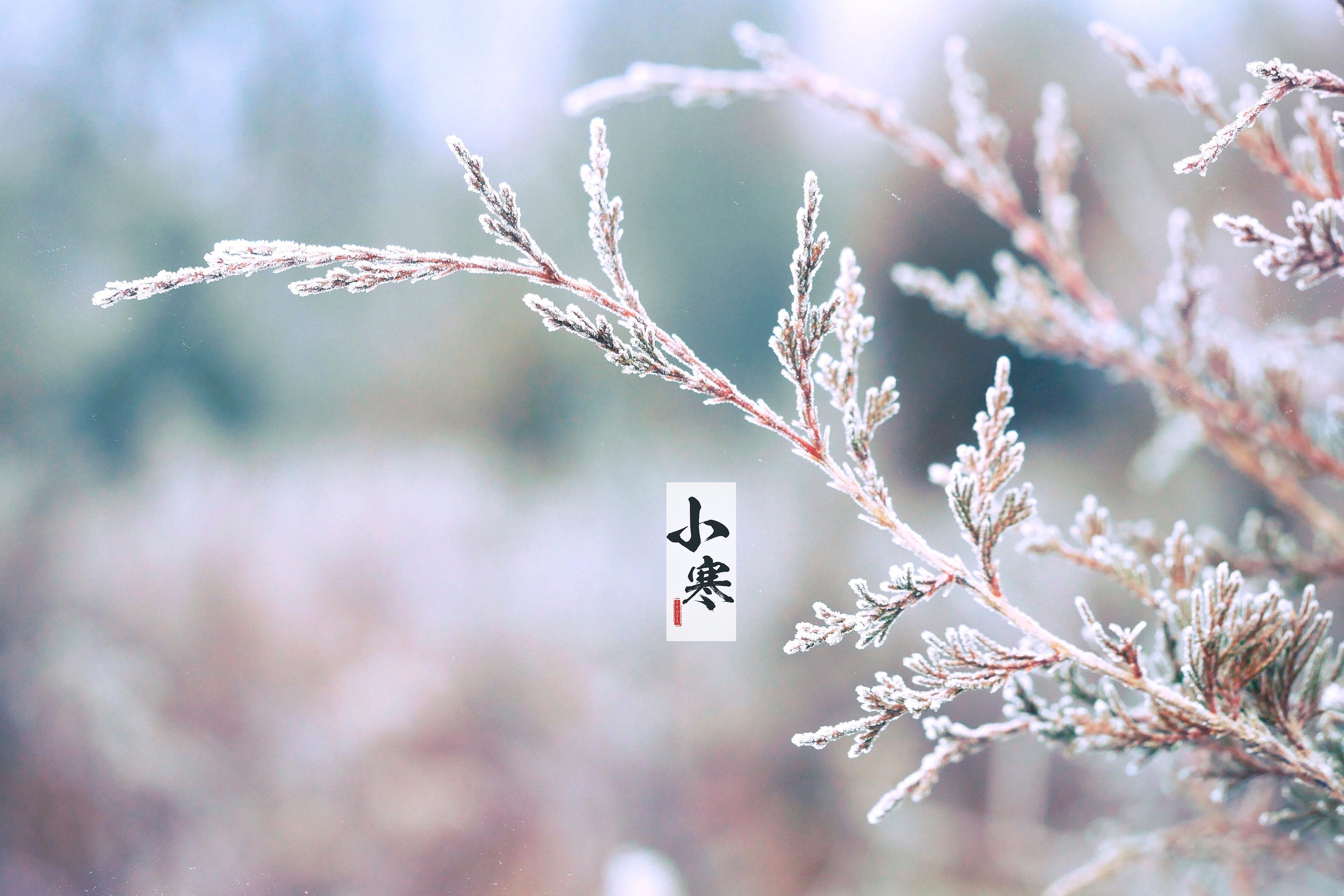 节气小寒之雪花美景图片壁纸