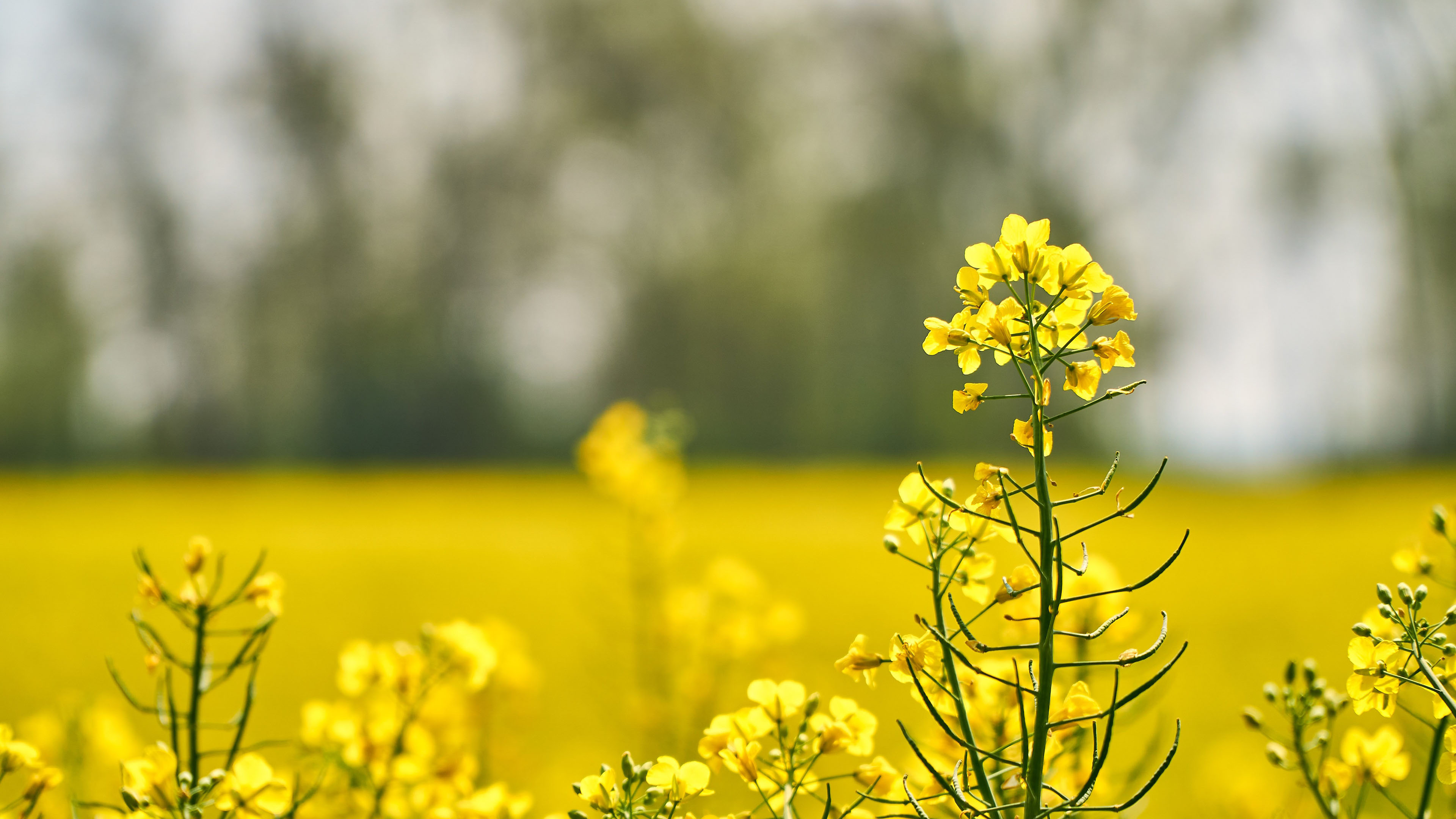 高清油菜花图片桌面壁纸