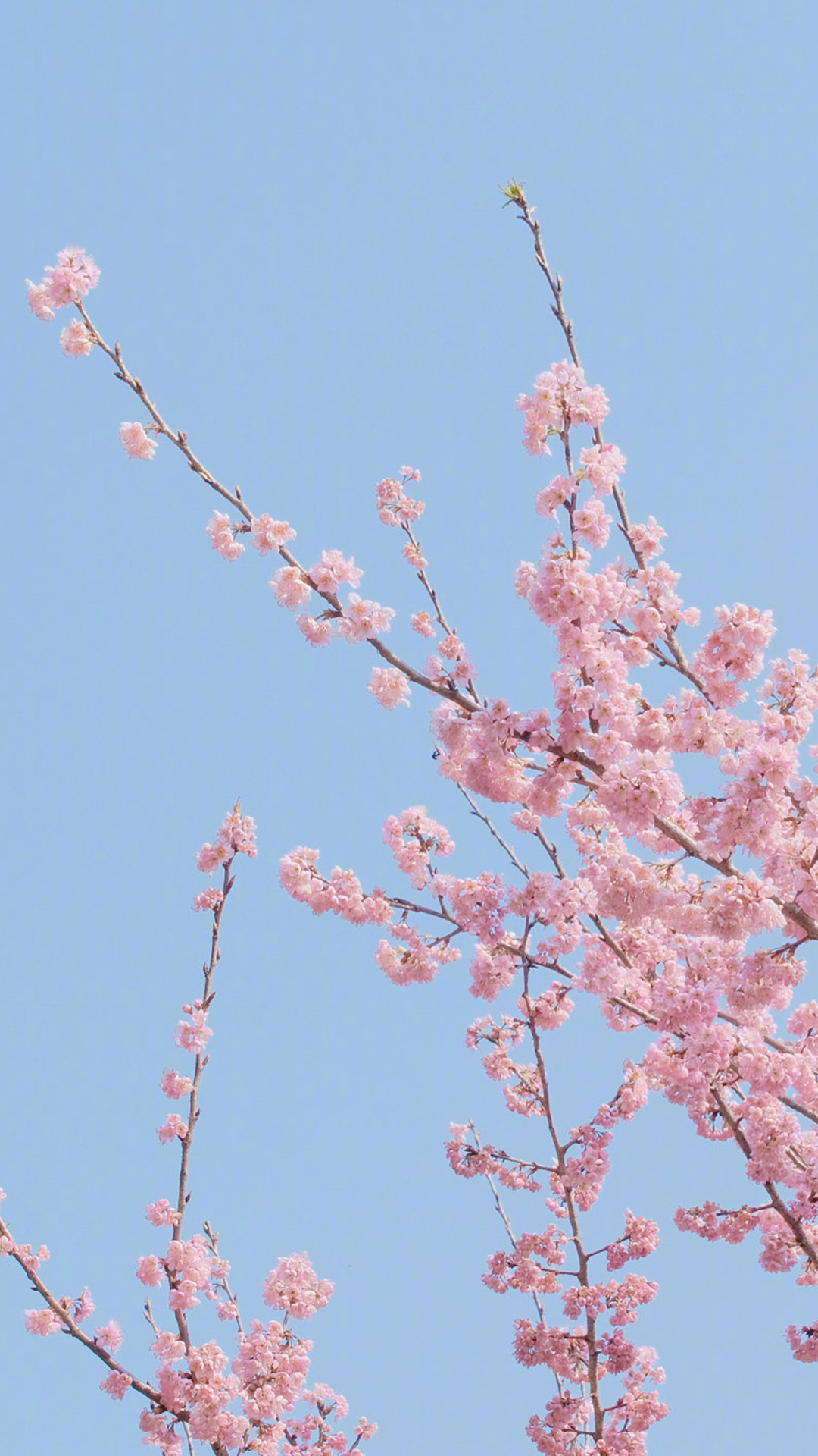 唯美春日樱花手机壁纸