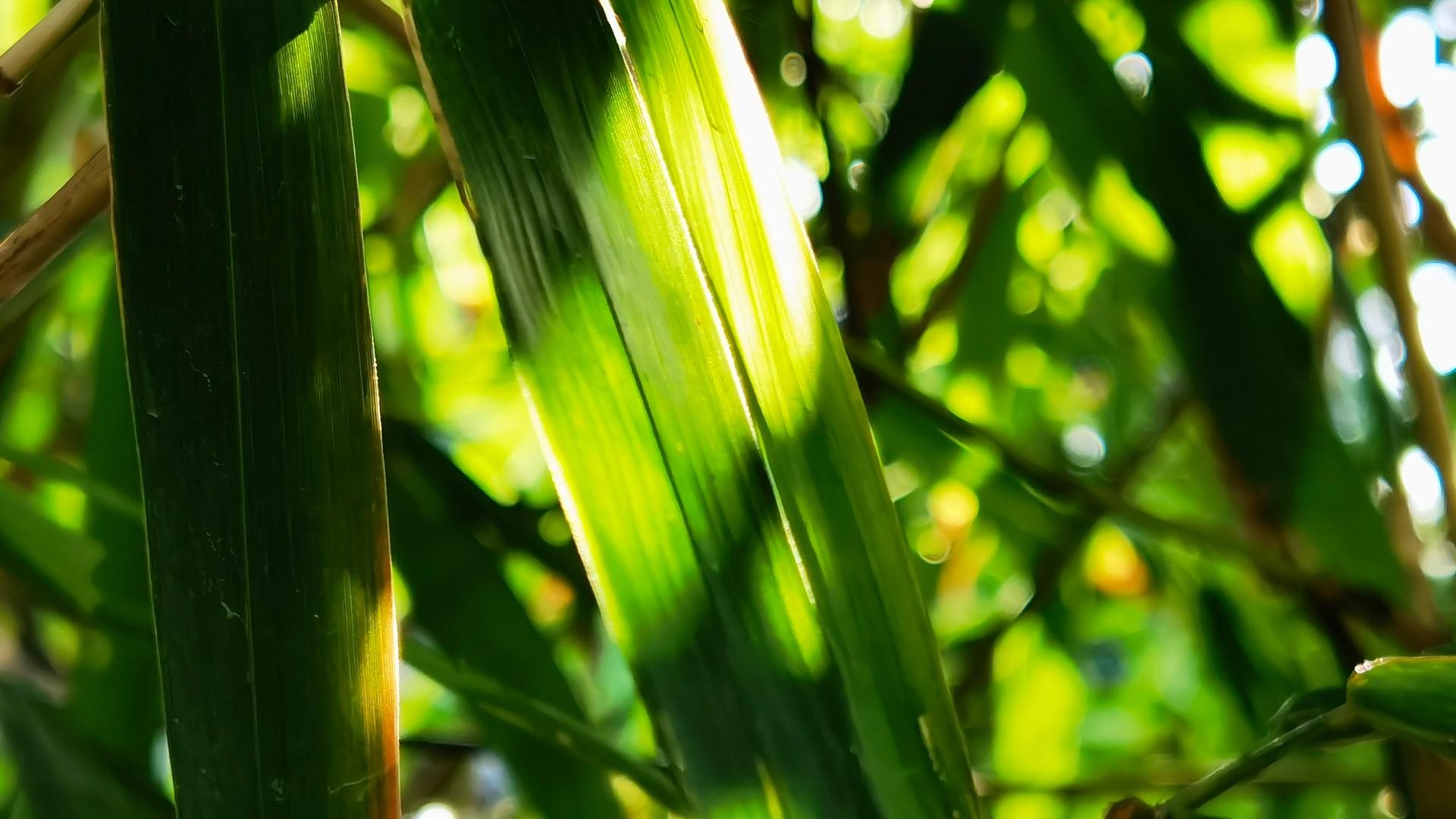 夏天绿植美景图片桌面壁纸