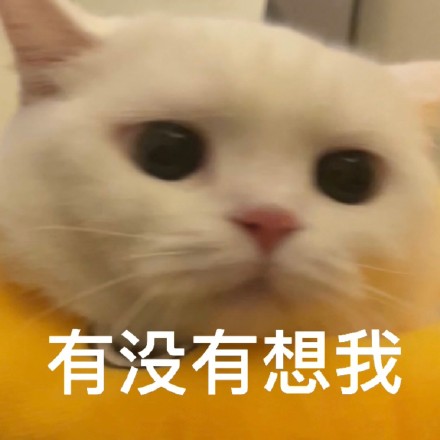 猫咪奶盖系列表情包