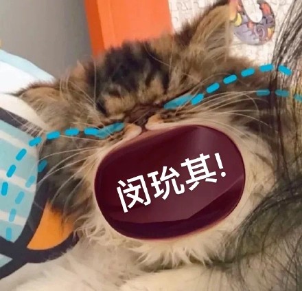 猫咪喊防弹少年团表情包