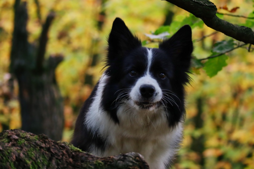 边境牧羊犬图片